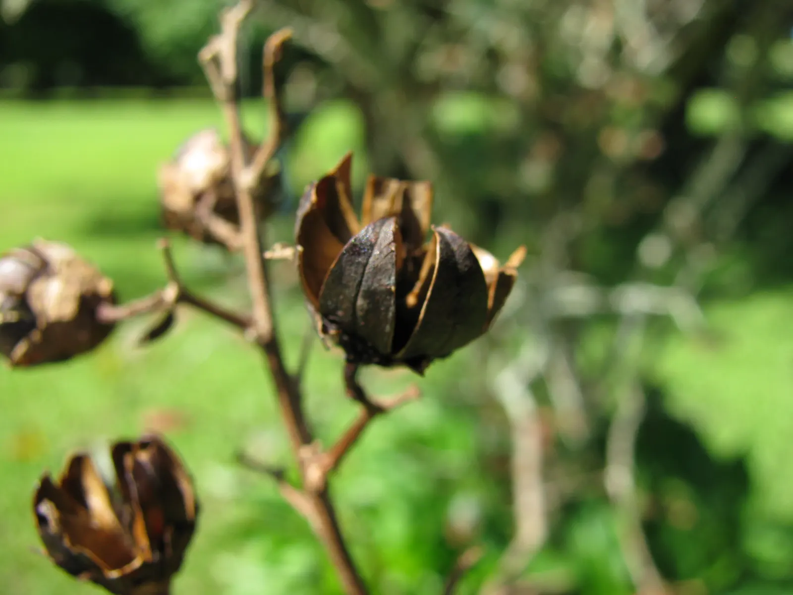 Natchez Crape Myrtle (Lagerstroemia Indica 'Natchez') — Pruning, if necessary, should be done in late winter before new growth begins