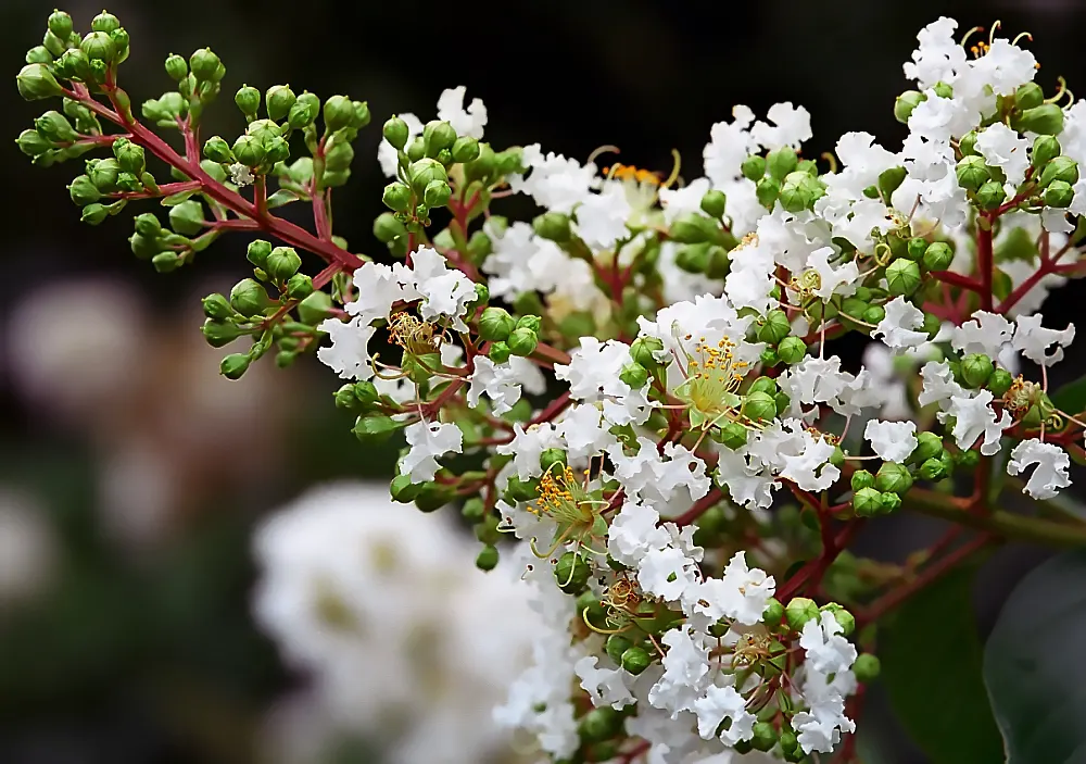 Natchez Crape Myrtle (Lagerstroemia Indica 'Natchez') — the Natchez Crape Myrtle becomes a low-maintenance