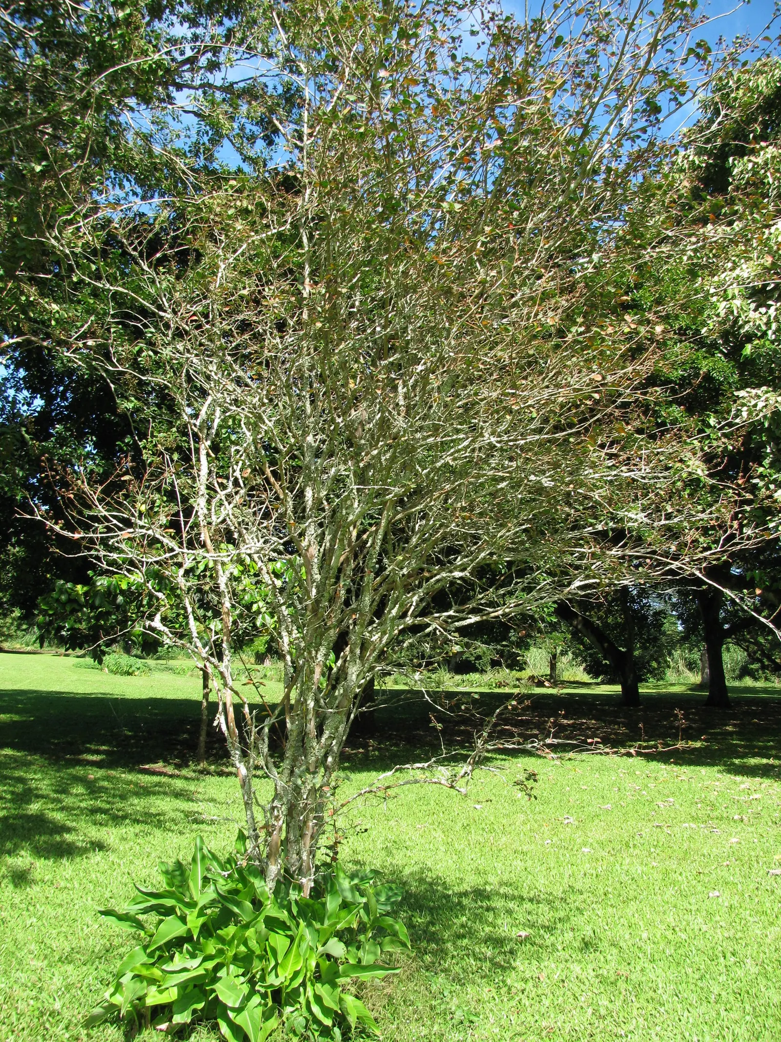 Natchez Crape Myrtle (Lagerstroemia Indica 'Natchez') — this Crape Myrtle cultivar typically reaches heights of 20 to 30 feet with a spread of 15 to 25 feet