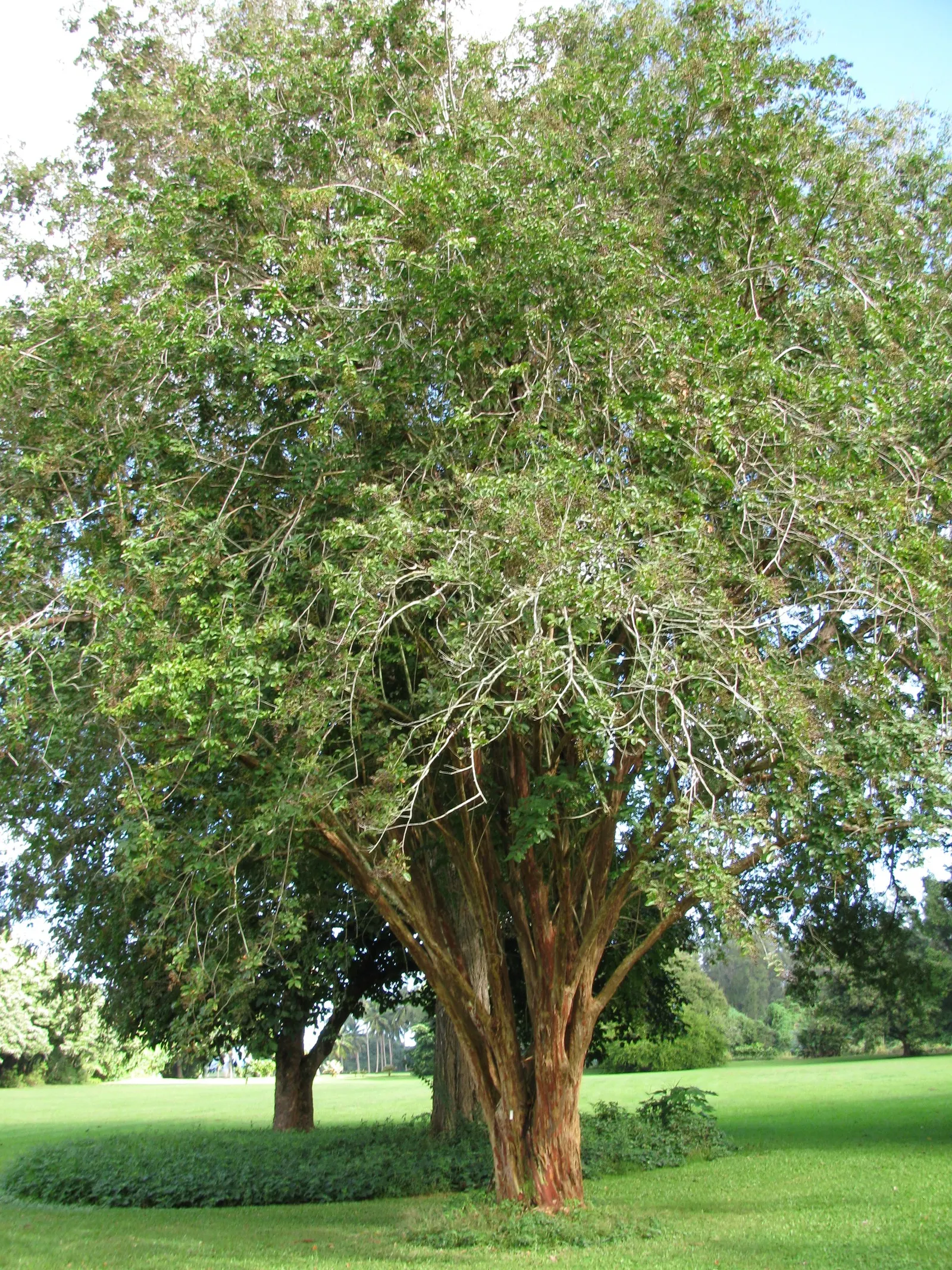 Natchez Crape Myrtle (Lagerstroemia Indica 'Natchez') — Renowned for its striking summer blooms and handsome bark