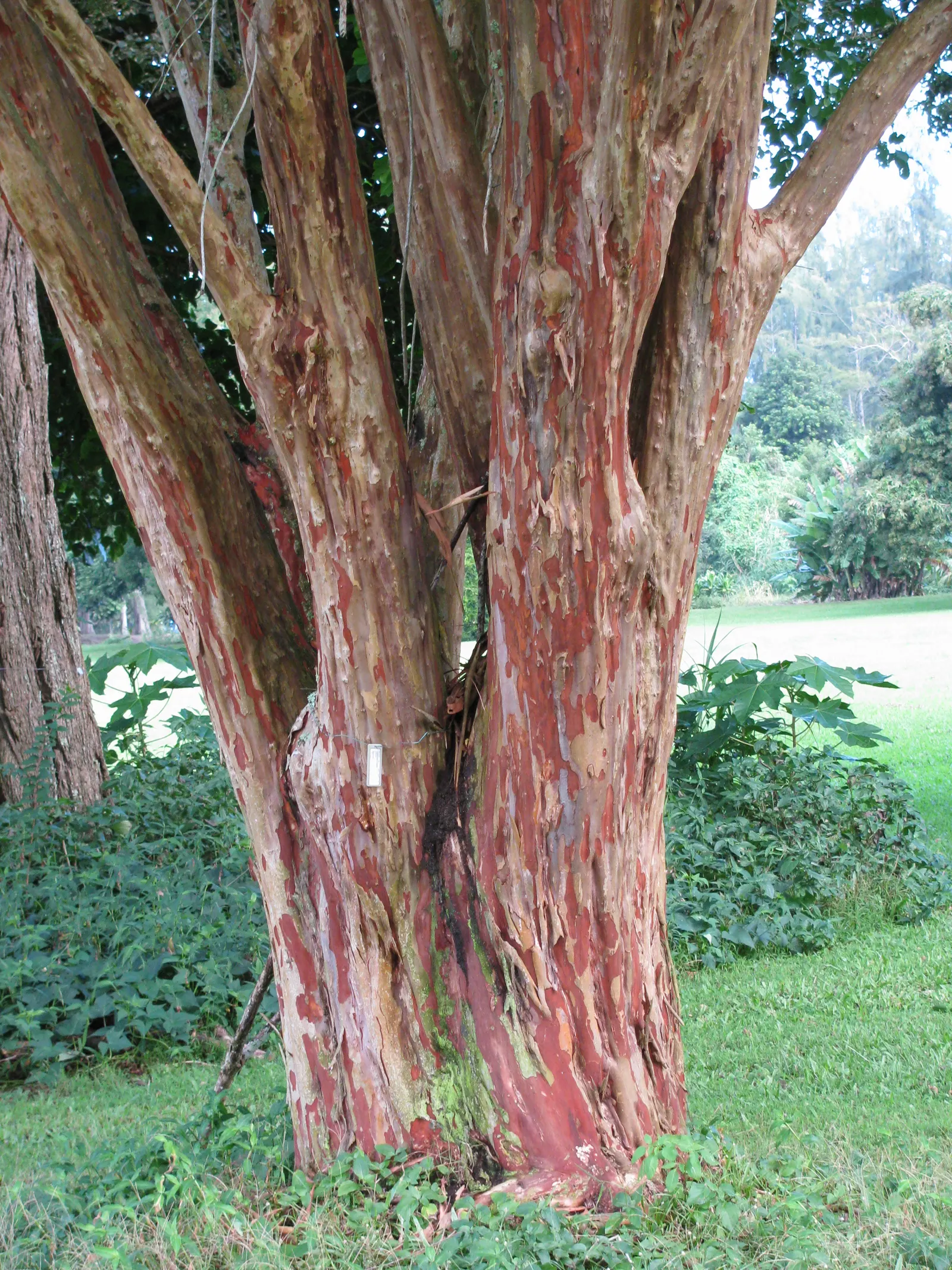 Natchez Crape Myrtle (Lagerstroemia Indica 'Natchez') — The Natchez Crape Myrtle (Lagerstroemia indica 'Natchez') is a standout deciduous tree