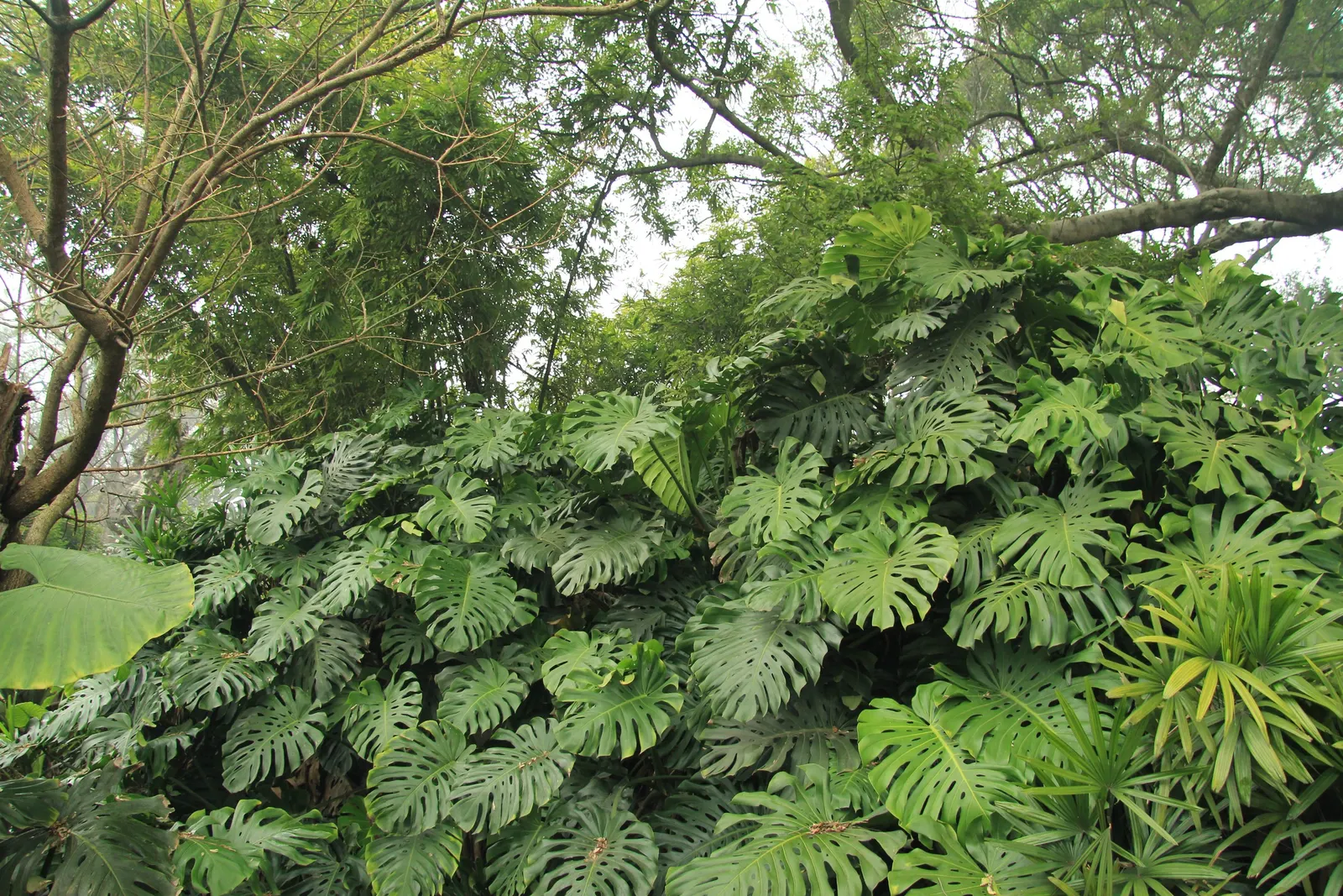 Monstera (Monstera Deliciosa) — shrub for deep shade or half or shade; replicating its tropical beginnings.<br><br>This plant adapts well to indoor, image 144