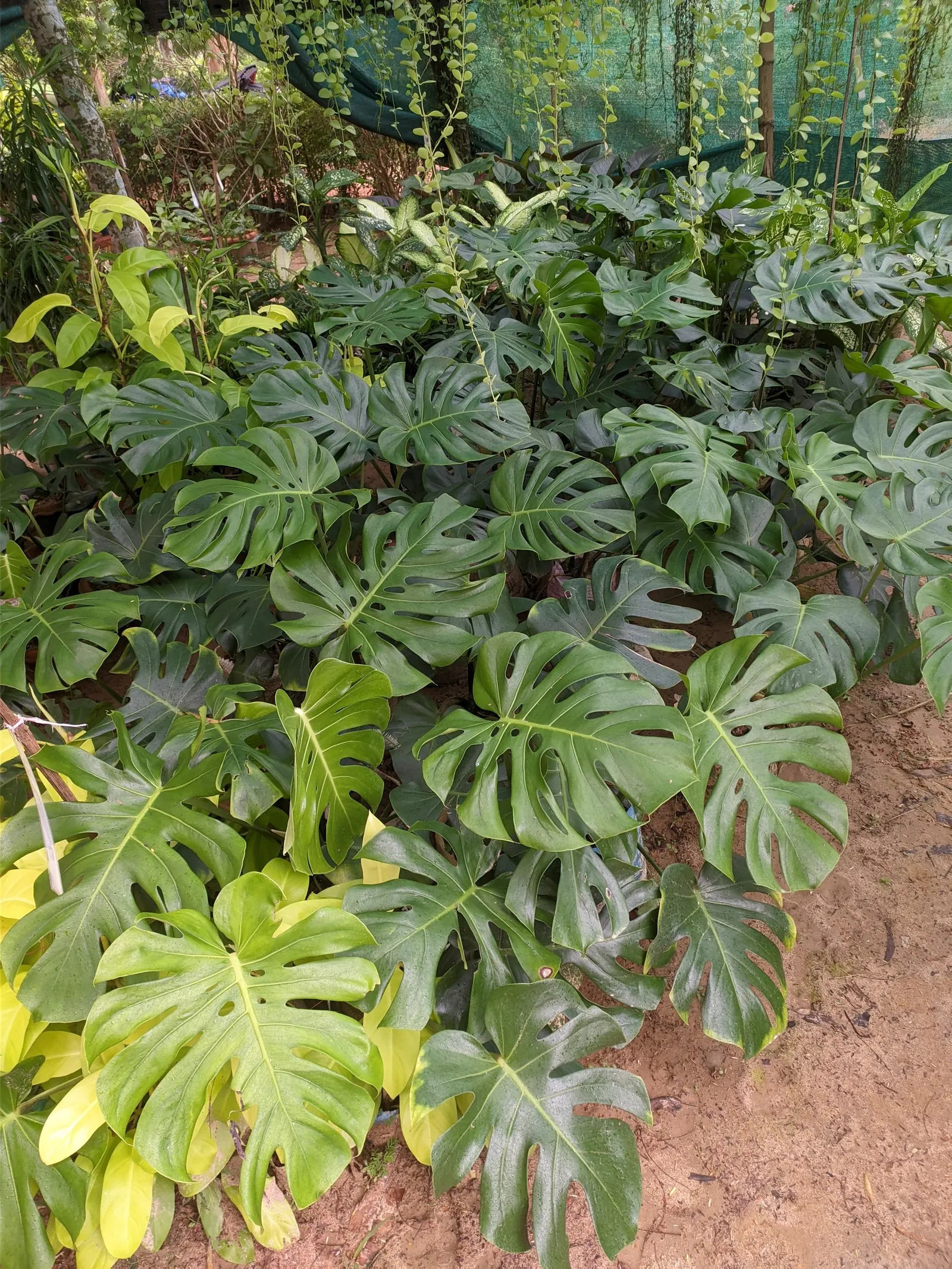 Monstera (Monstera Deliciosa) — With origins tracing back to the rainforests of Central America; vibrant green and can grow to an impressive size, image 115
