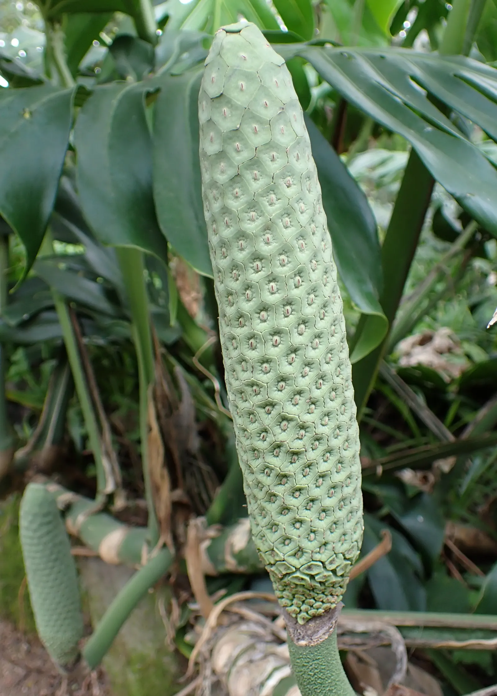 Monstera (Monstera Deliciosa) — this plant thrives in a landscape design that emulates its natural