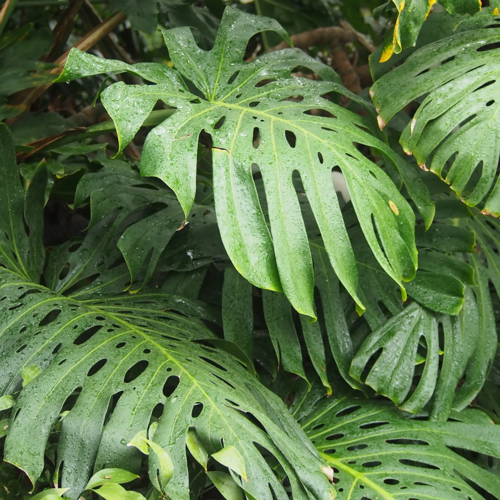 Monstera (Monstera Deliciosa) — vibrant green and can grow to an impressive size; its soil preference is peaty, well-draining substrates that maintain moisture