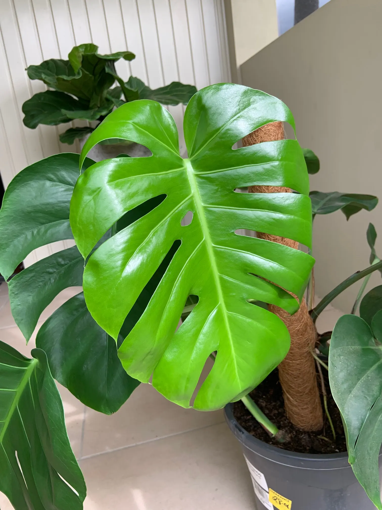 Monstera (Monstera Deliciosa) — perforated leaves that can span up to 18 inches across; often reaching lengths of around 1 to 2 feet with proper, image 92