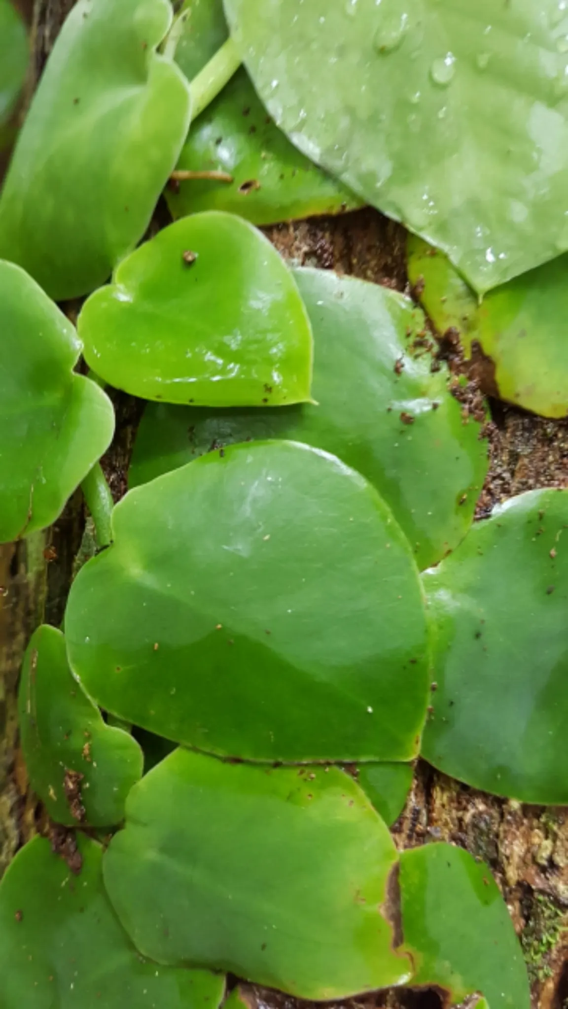 Monstera (Monstera Deliciosa) — shrub for deep shade or half or shade; replicating its tropical beginnings.<br><br>This plant adapts well to indoor, image 126