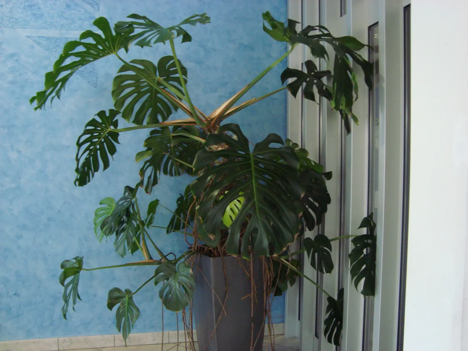 Monstera (Monstera Deliciosa) — often reaching lengths of around 1 to 2 feet with proper care; perforated leaves that can span up to 18 inches across