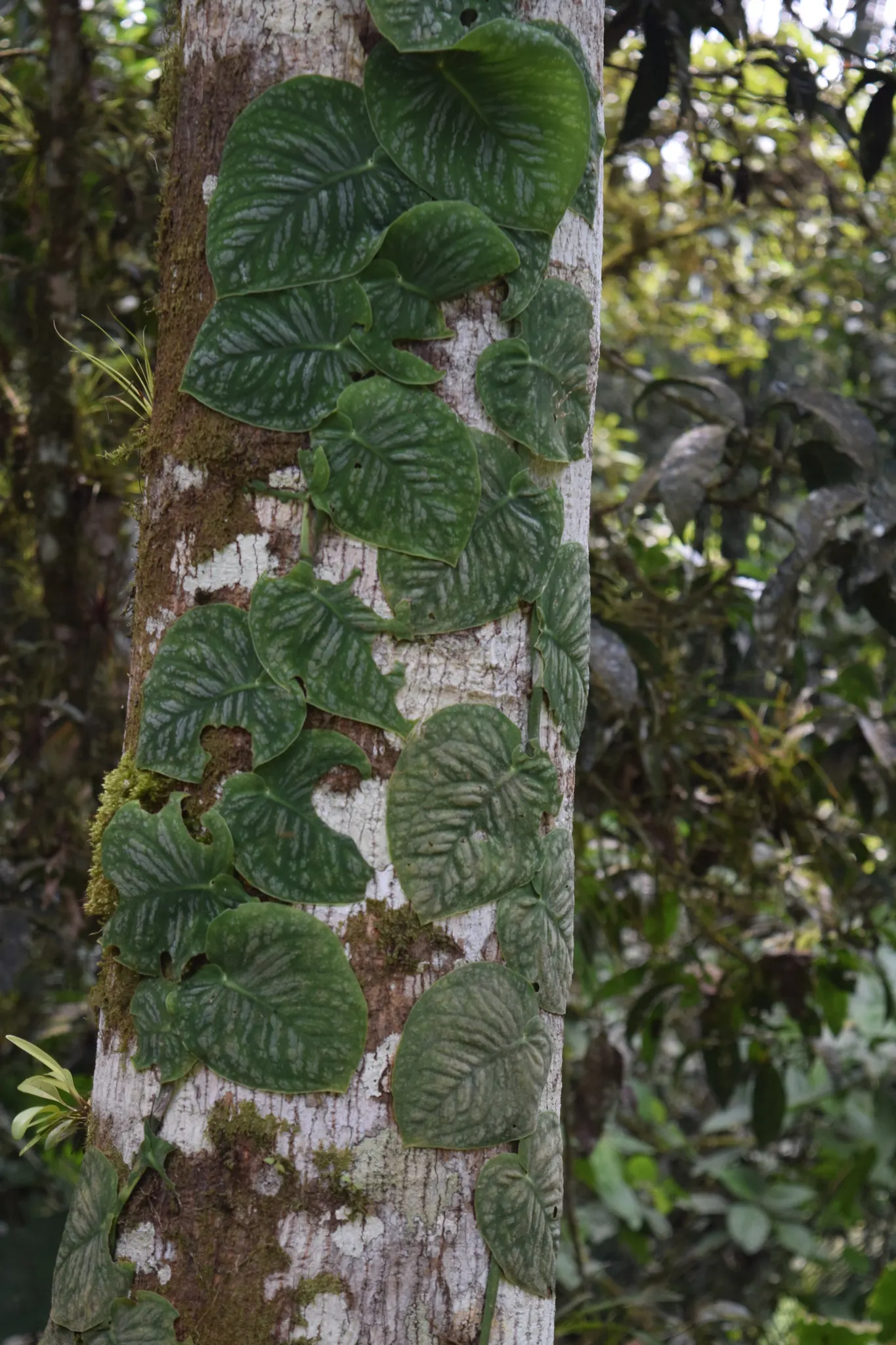 Monstera (Monstera Deliciosa) — With its dramatic presence