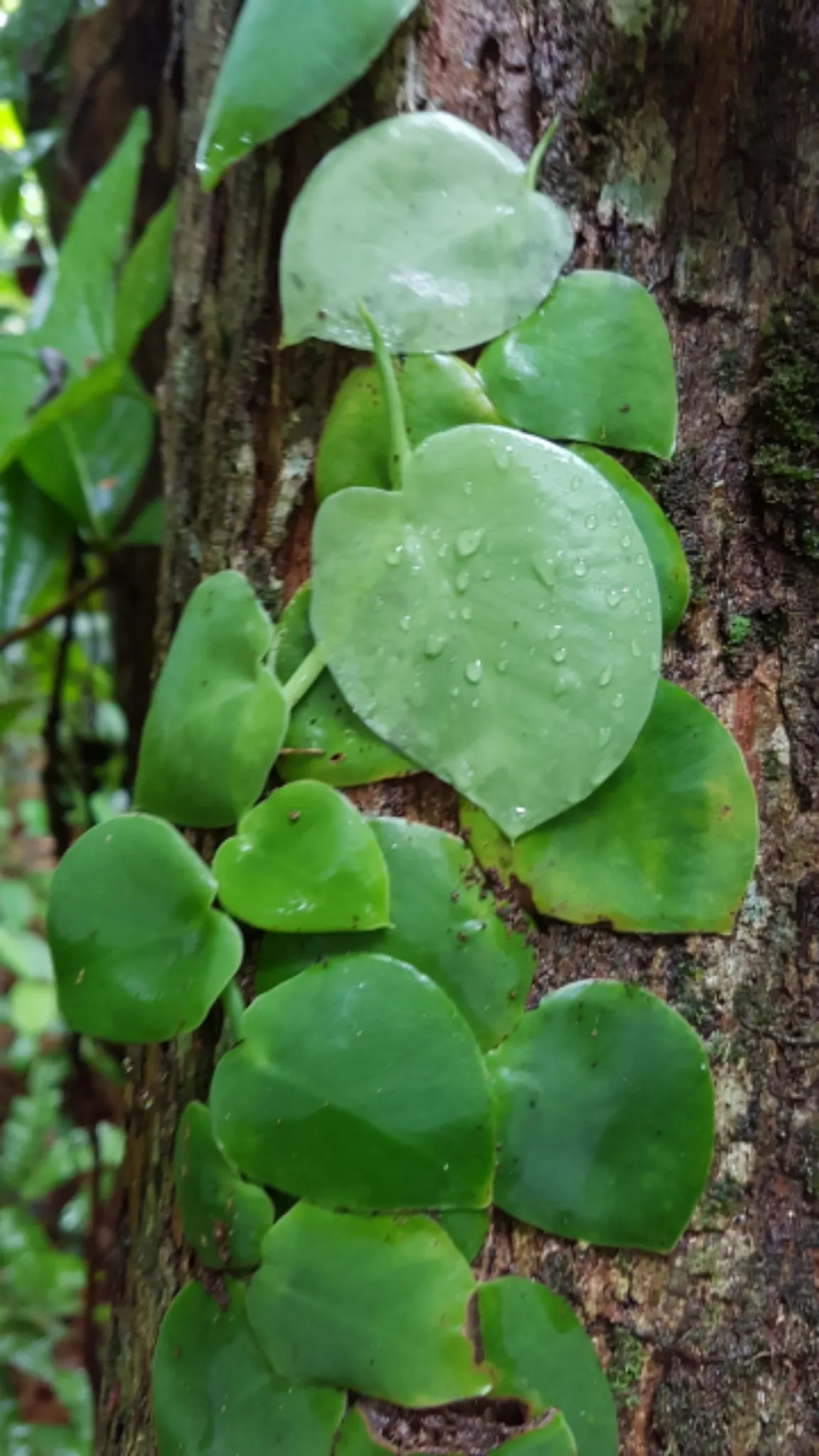 Monstera (Monstera Deliciosa) — perforated leaves that can span up to 18 inches across; often reaching lengths of around 1 to 2 feet with proper, image 110