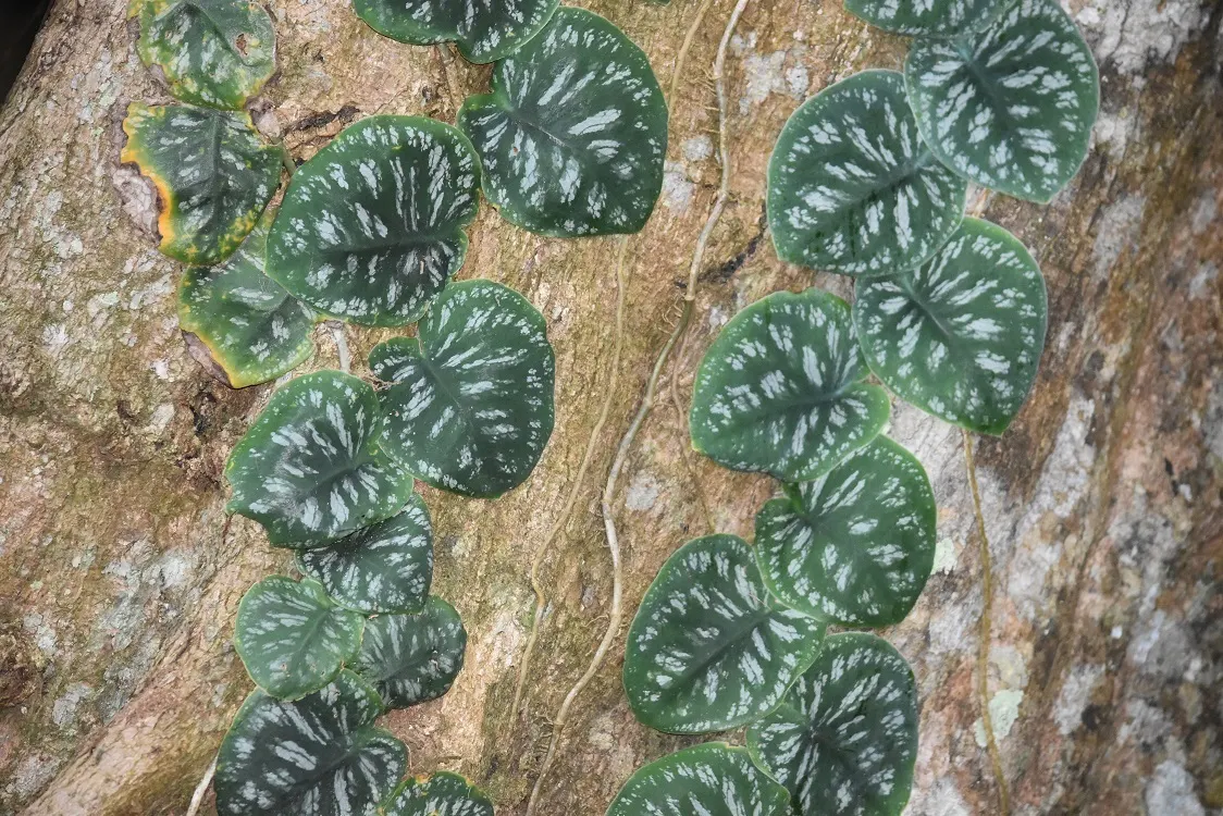 Monstera (Monstera Deliciosa) — With origins tracing back to the rainforests of Central America