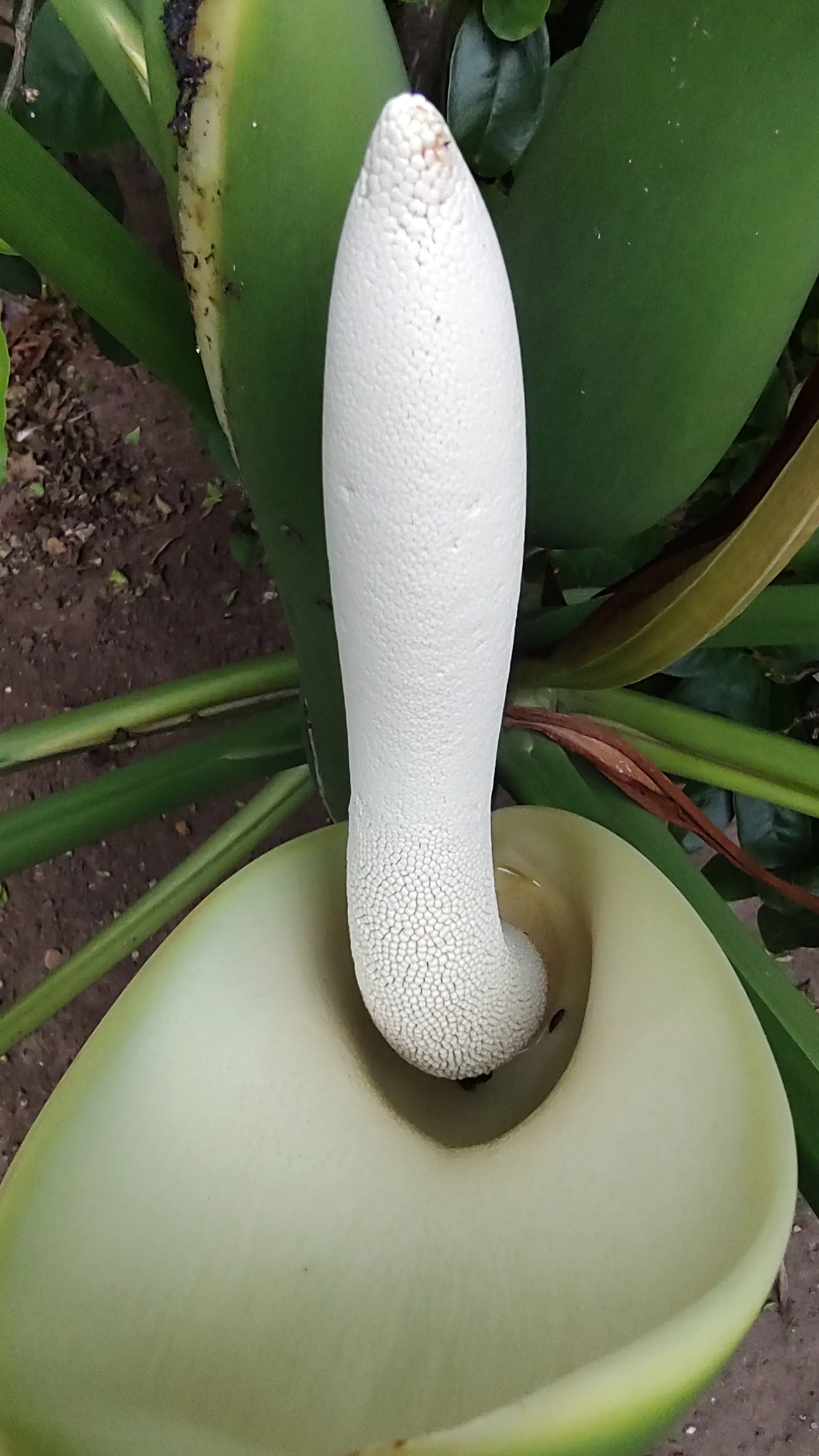 Monstera (Monstera Deliciosa) — thriving in indirect sunlight to avoid leaf scorch; heart-shaped leaves are a deep, image 102