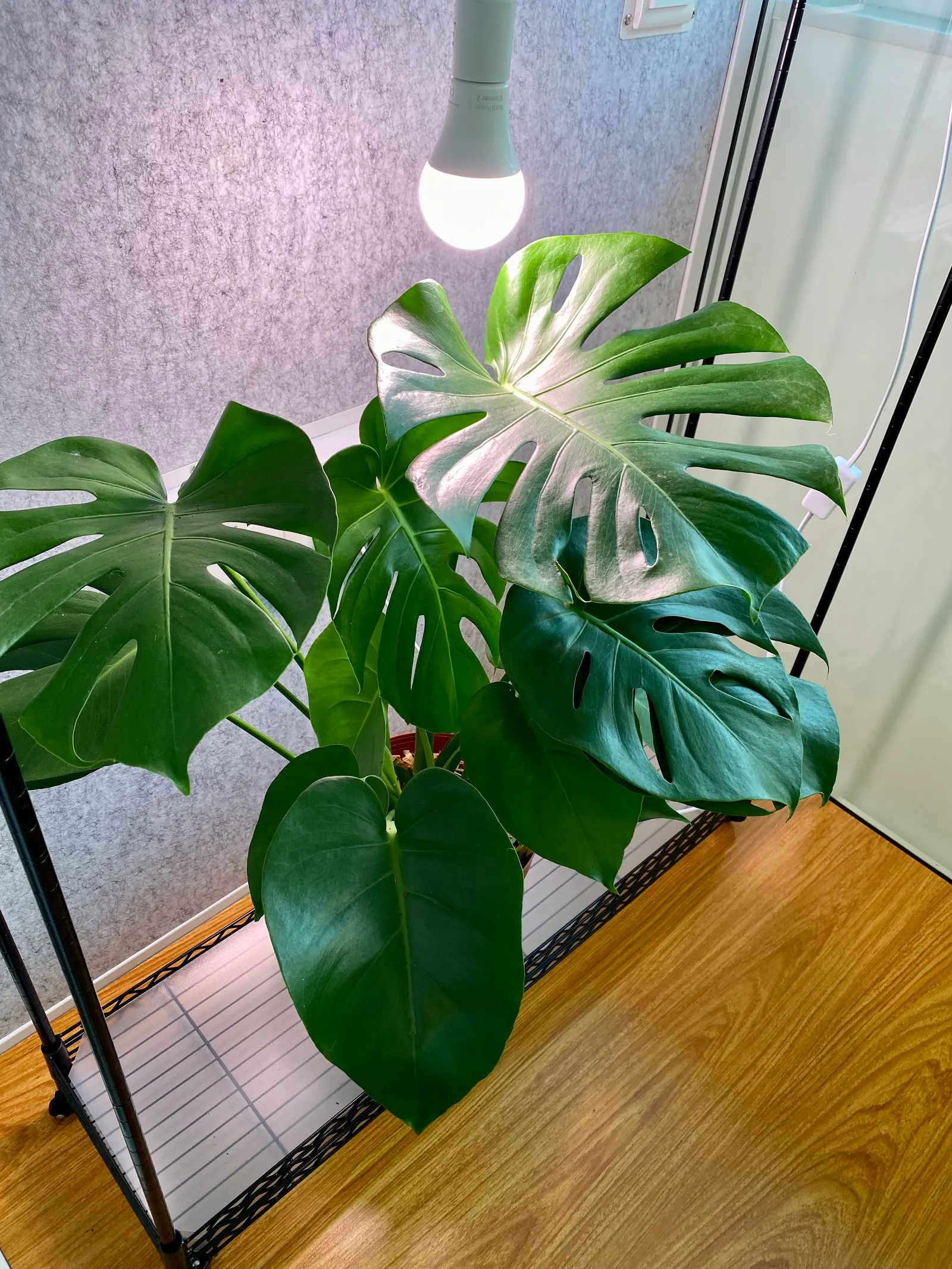 Monstera (Monstera Deliciosa) — heart-shaped leaves are a deep; often referred to as the "Swiss Cheese Plant," is an iconic tropical perennial, image 135