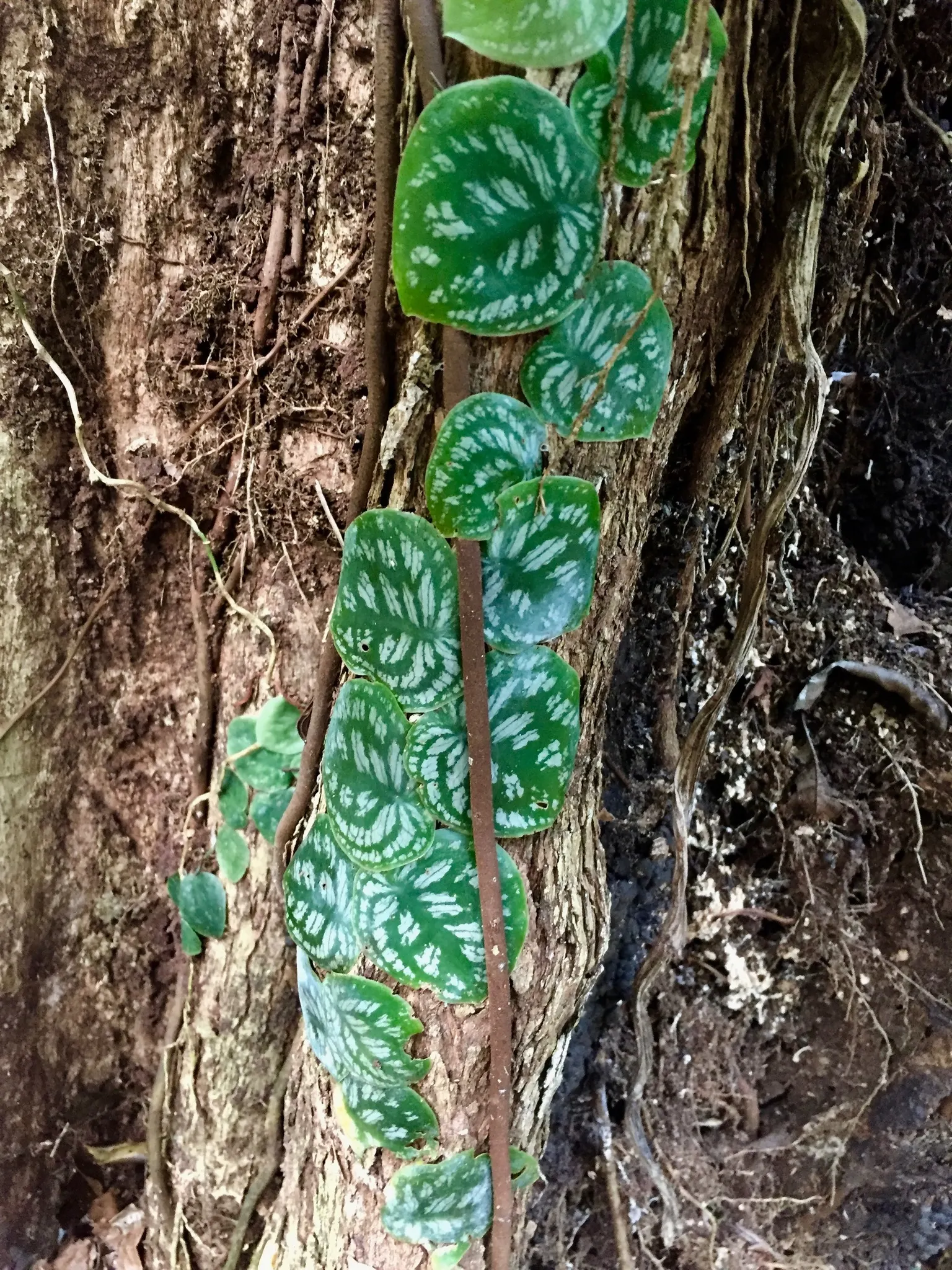 Monstera (Monstera Deliciosa) — heart-shaped leaves are a deep; often referred to as the "Swiss Cheese Plant," is an iconic tropical perennial, image 153