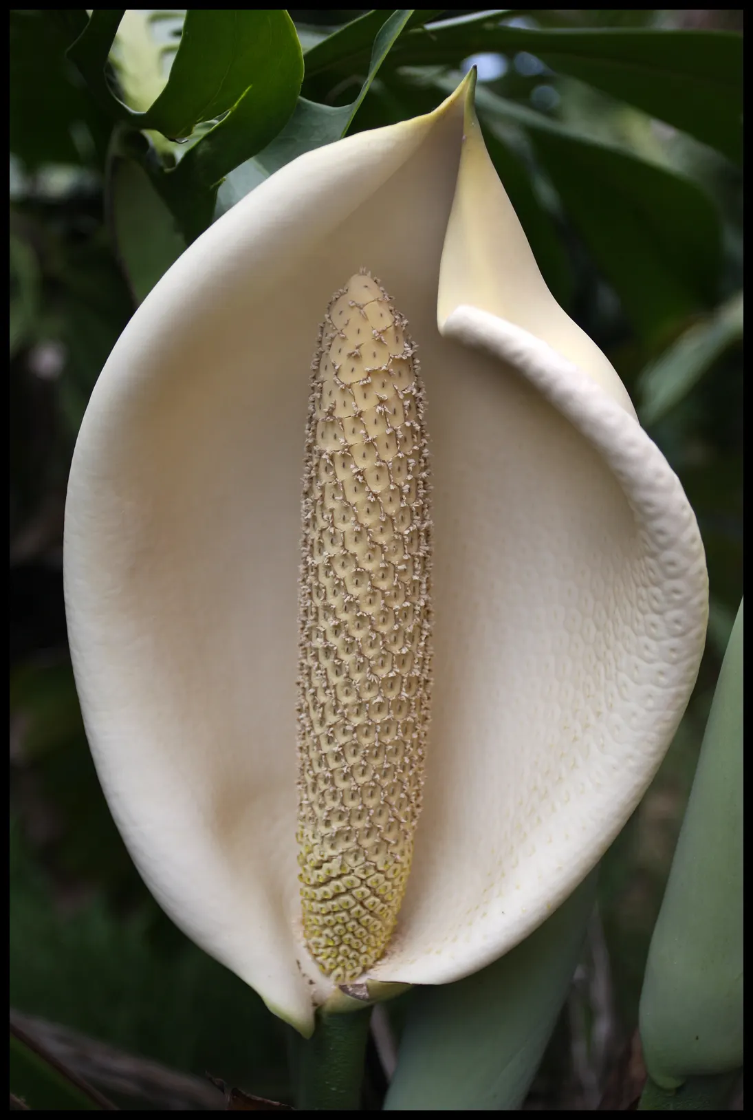 Monstera (Monstera Deliciosa) — often reaching lengths of around 1 to 2 feet with proper care; perforated leaves that can span up to 18 inches, image 101