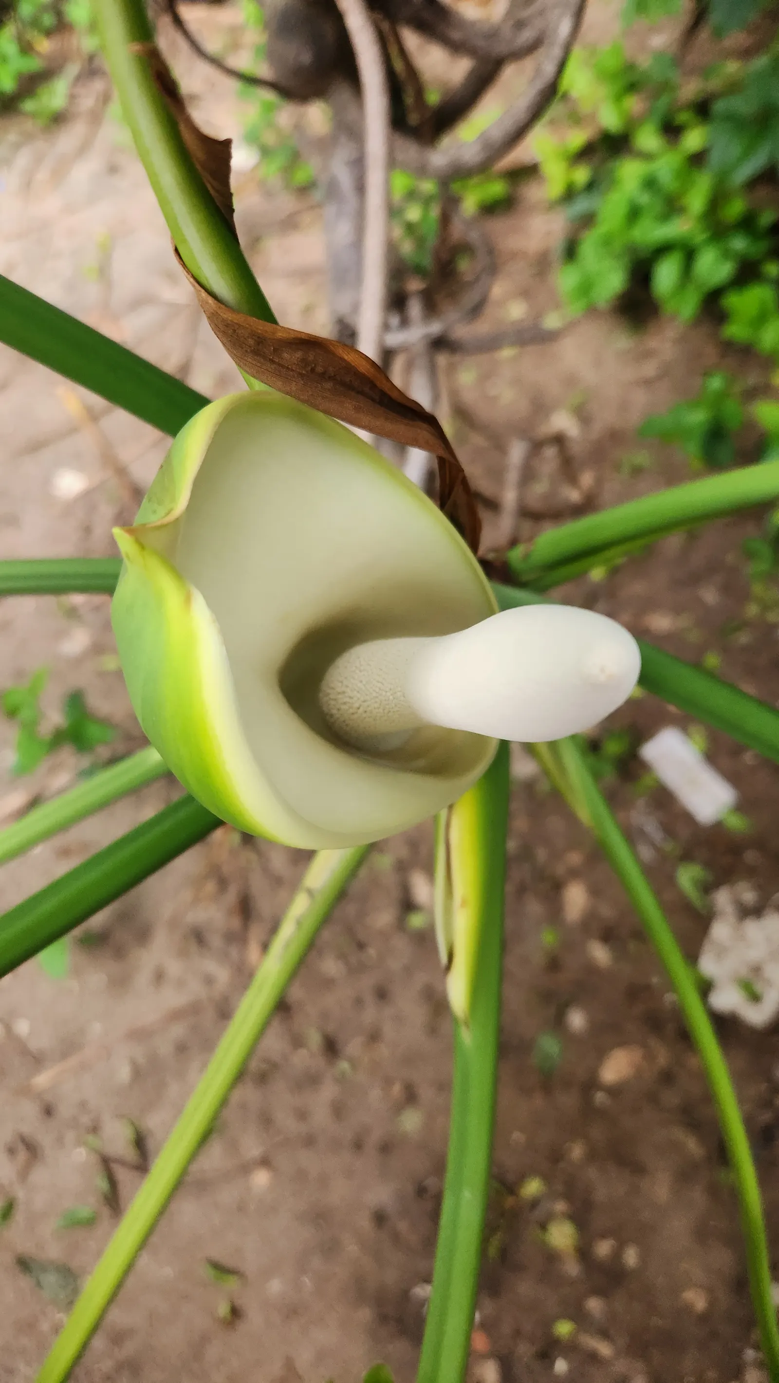 Monstera (Monstera Deliciosa) — Its soil preference is peaty, well-draining substrates that maintain moisture without becoming waterlogged; making, image 193