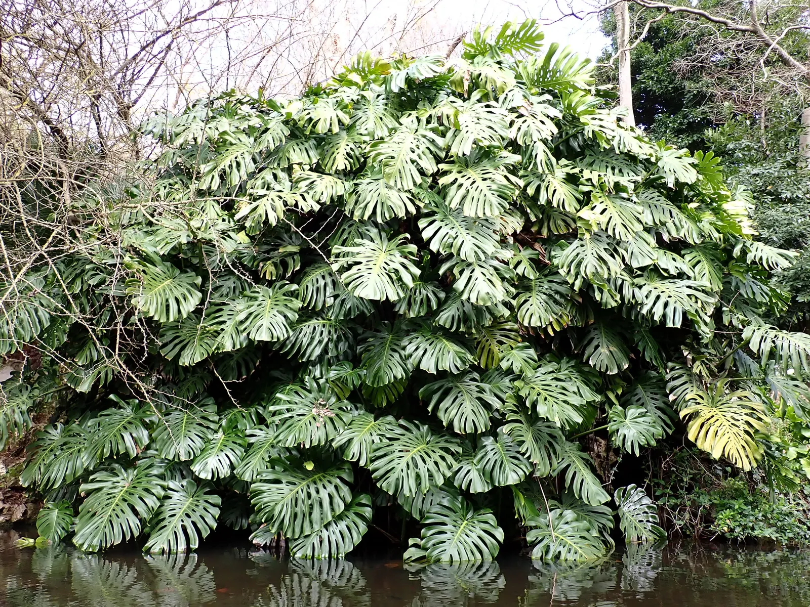 Monstera (Monstera Deliciosa) — Thriving in part shade with indirect light, it grows well in rich, well-draining soil; shrub for deep shade or half, image 111
