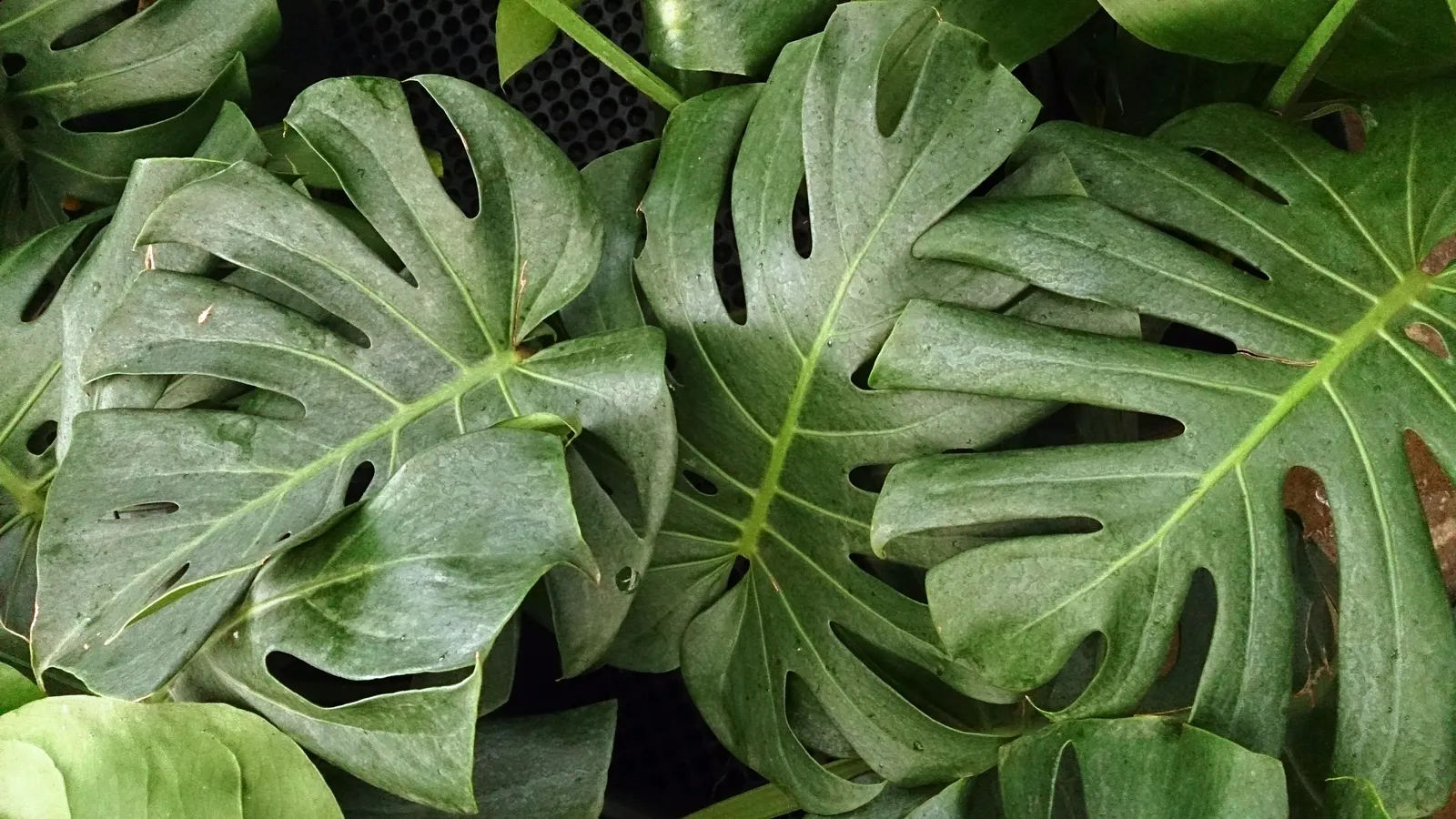 Monstera (Monstera Deliciosa) — making it a popular choice for atriums or larger indoor garden spaces; is a tropical perennial renowned for its, image 178