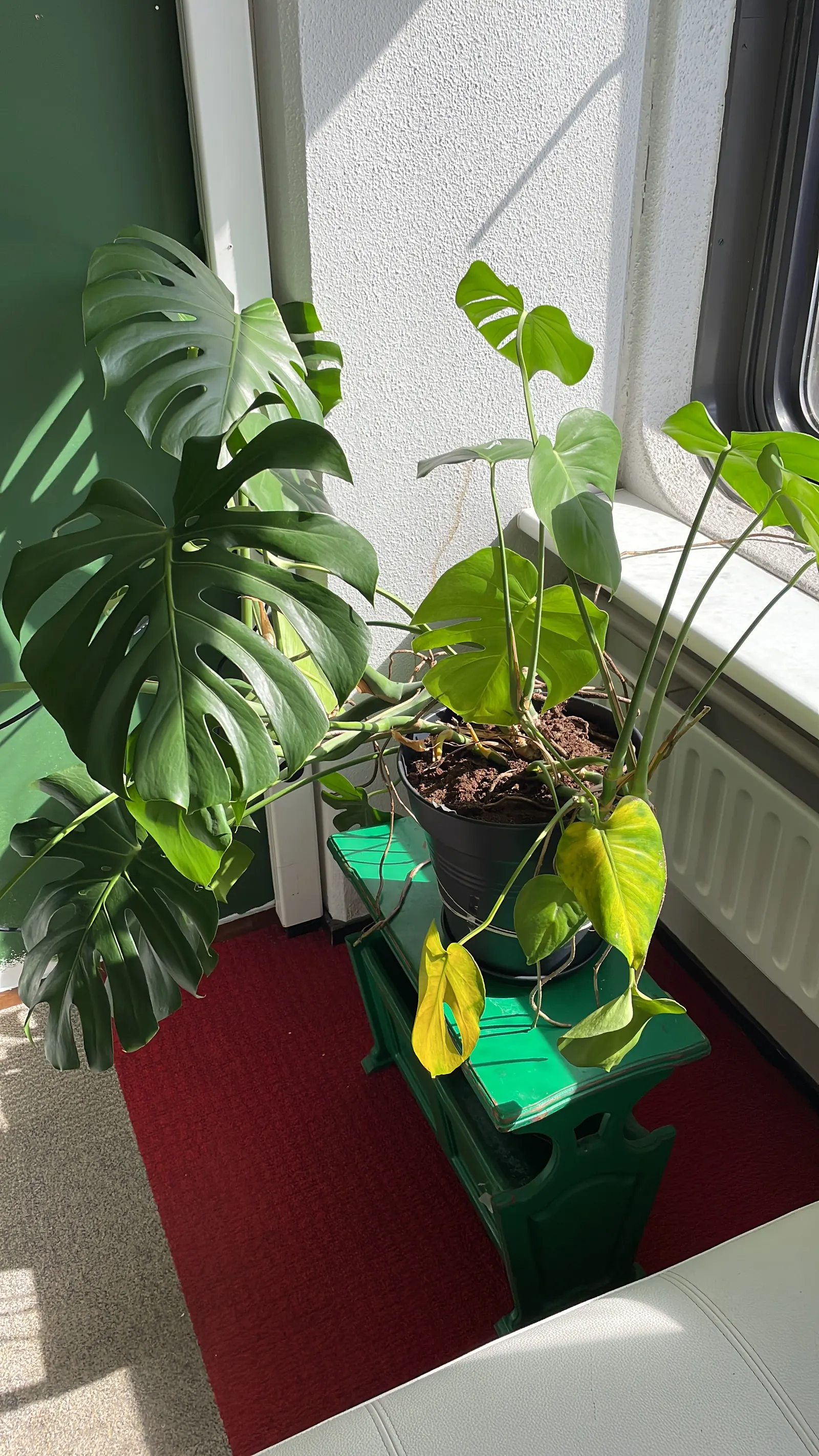 Monstera (Monstera Deliciosa) — vibrant green and can grow to an impressive size; its soil preference is peaty, well-draining substrates that, image 172