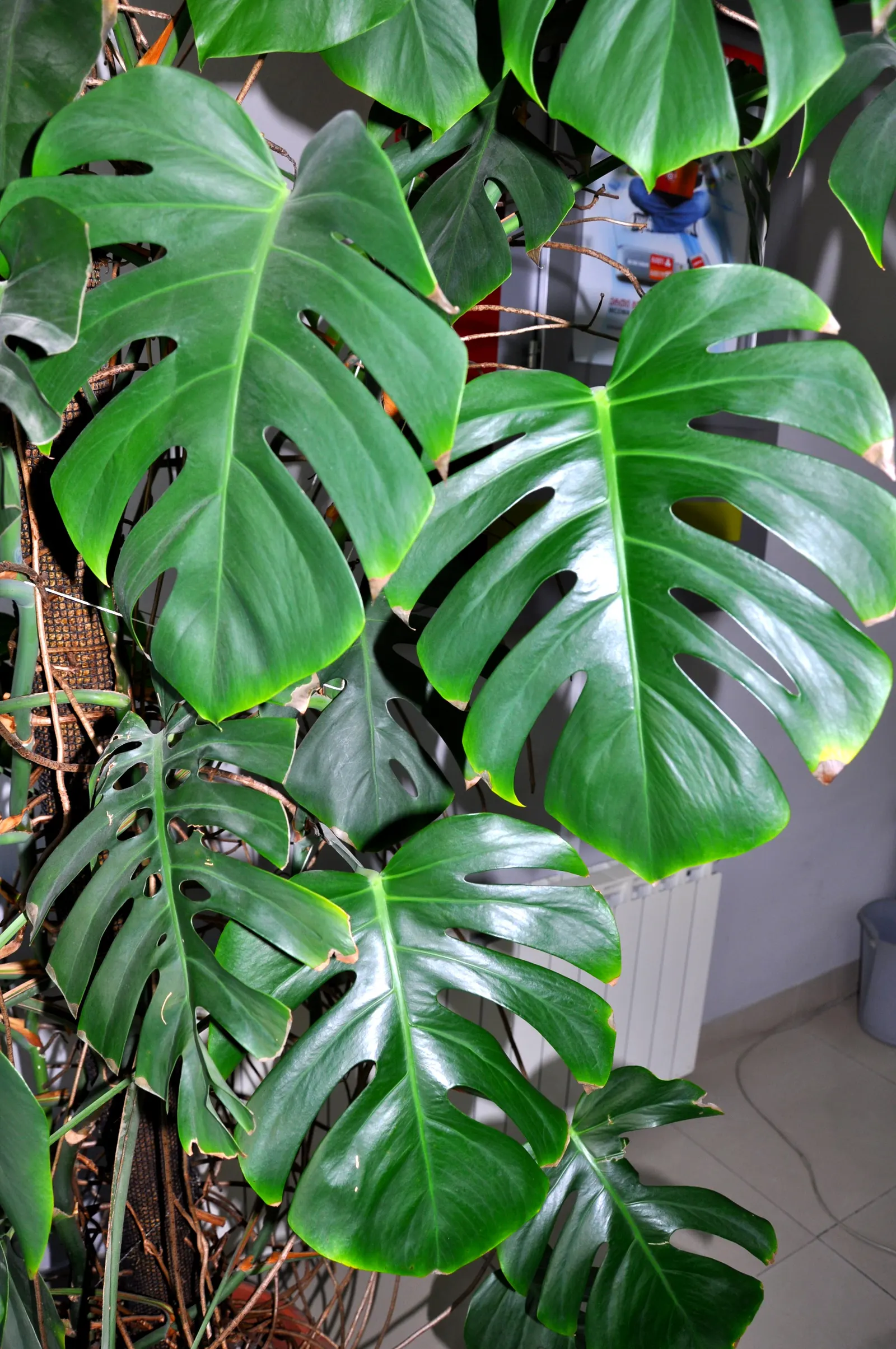 Monstera (Monstera Deliciosa) — vibrant green and can grow to an impressive size; its soil preference is peaty, well-draining substrates that, image 154