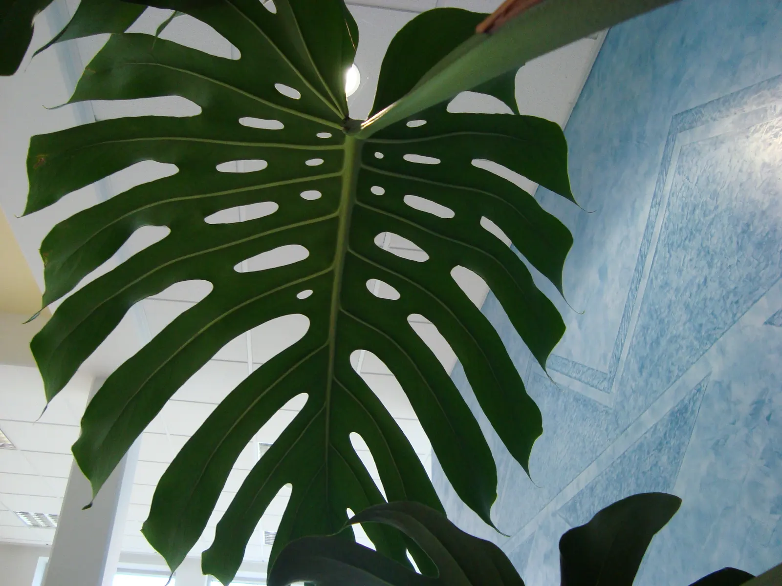 Monstera (Monstera Deliciosa) — often reaching lengths of around 1 to 2 feet with proper care; perforated leaves that can span up to 18 inches, image 47