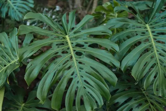 Monstera (Monstera Deliciosa) — With origins tracing back to the rainforests of Central America; vibrant green and can grow to an impressive size, image 151
