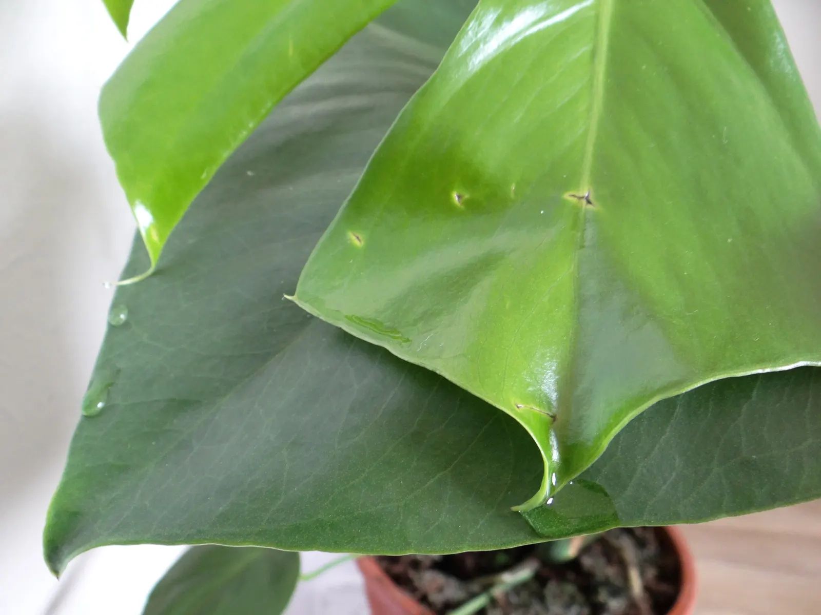 Monstera (Monstera Deliciosa) — often reaching lengths of around 1 to 2 feet with proper care
