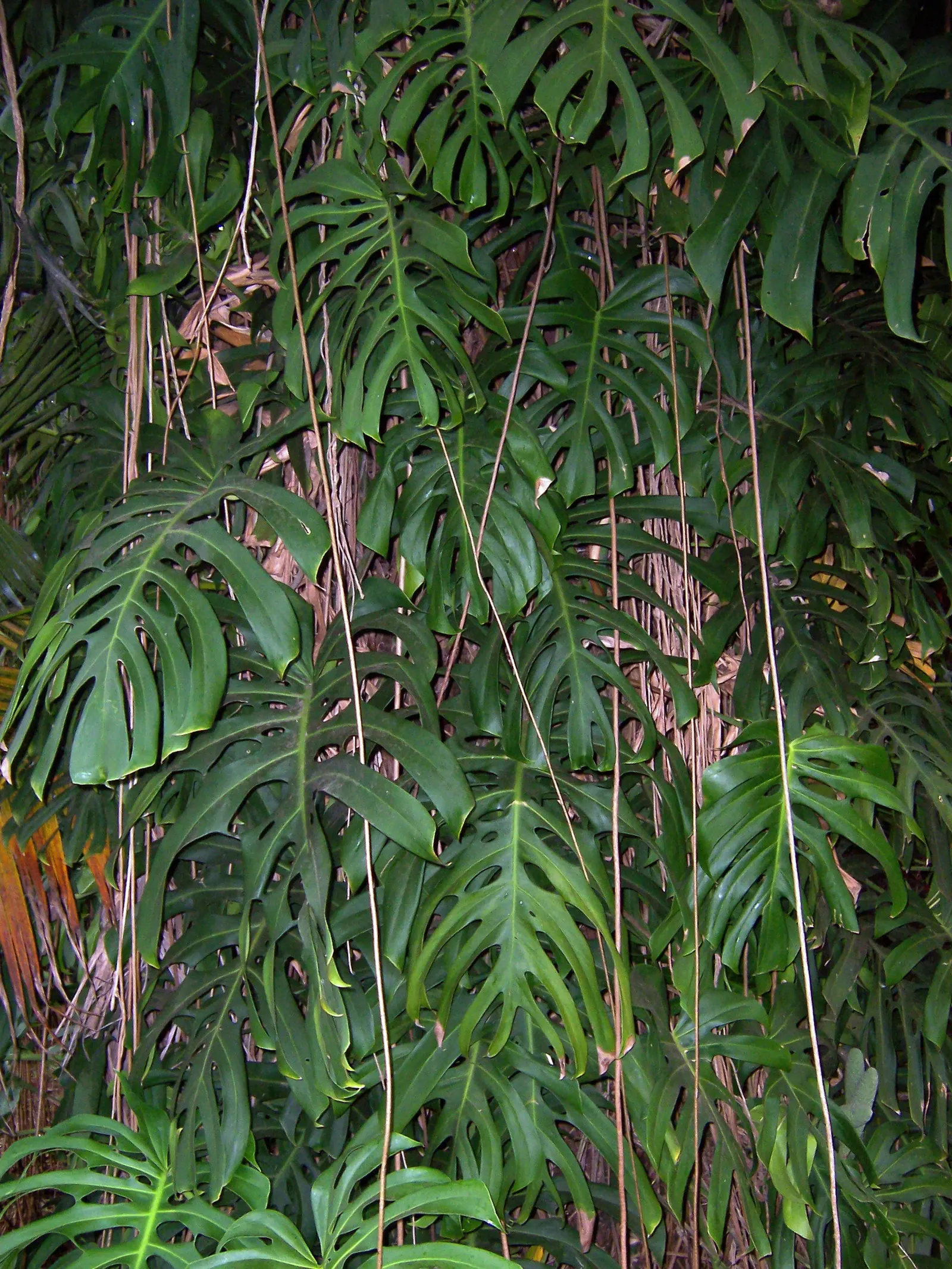 Monstera (Monstera Deliciosa) — perforated leaves that can span up to 18 inches across; often reaching lengths of around 1 to 2 feet with proper, image 56