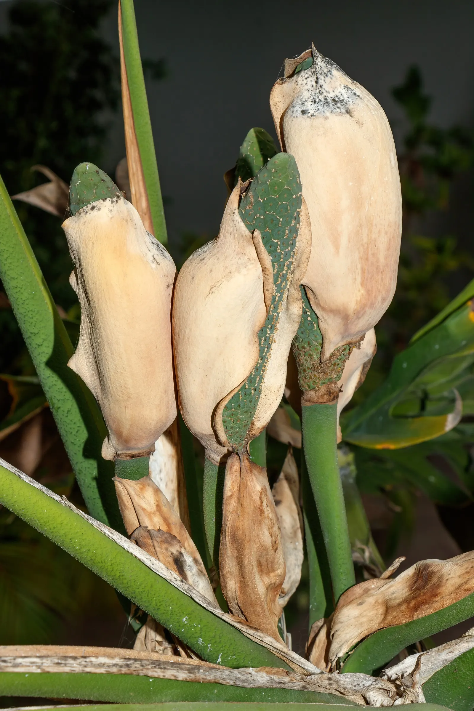 Monstera (Monstera Deliciosa) — is a tropical perennial renowned for its dramatic; it prefers humid conditions and temperatures between 68&deg;F to, image 55
