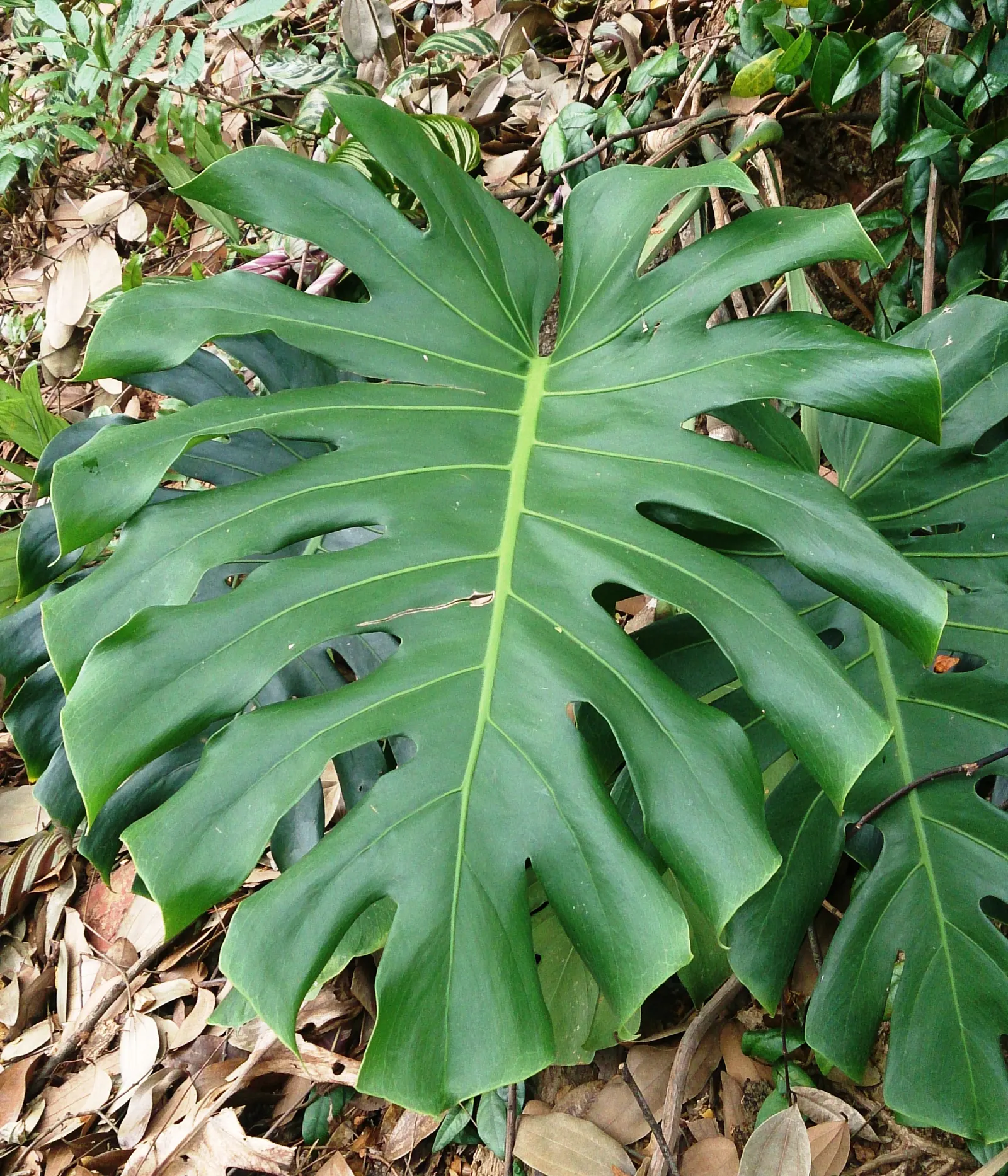 Monstera (Monstera Deliciosa) — vibrant green and can grow to an impressive size; its soil preference is peaty, well-draining substrates that, image 82