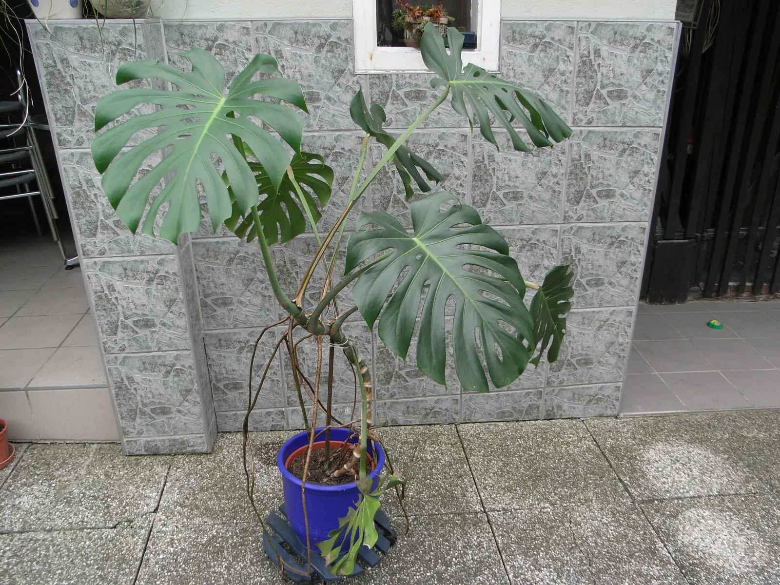 Monstera (Monstera Deliciosa) — making it a popular choice for atriums or larger indoor garden spaces; is a tropical perennial renowned for its, image 124
