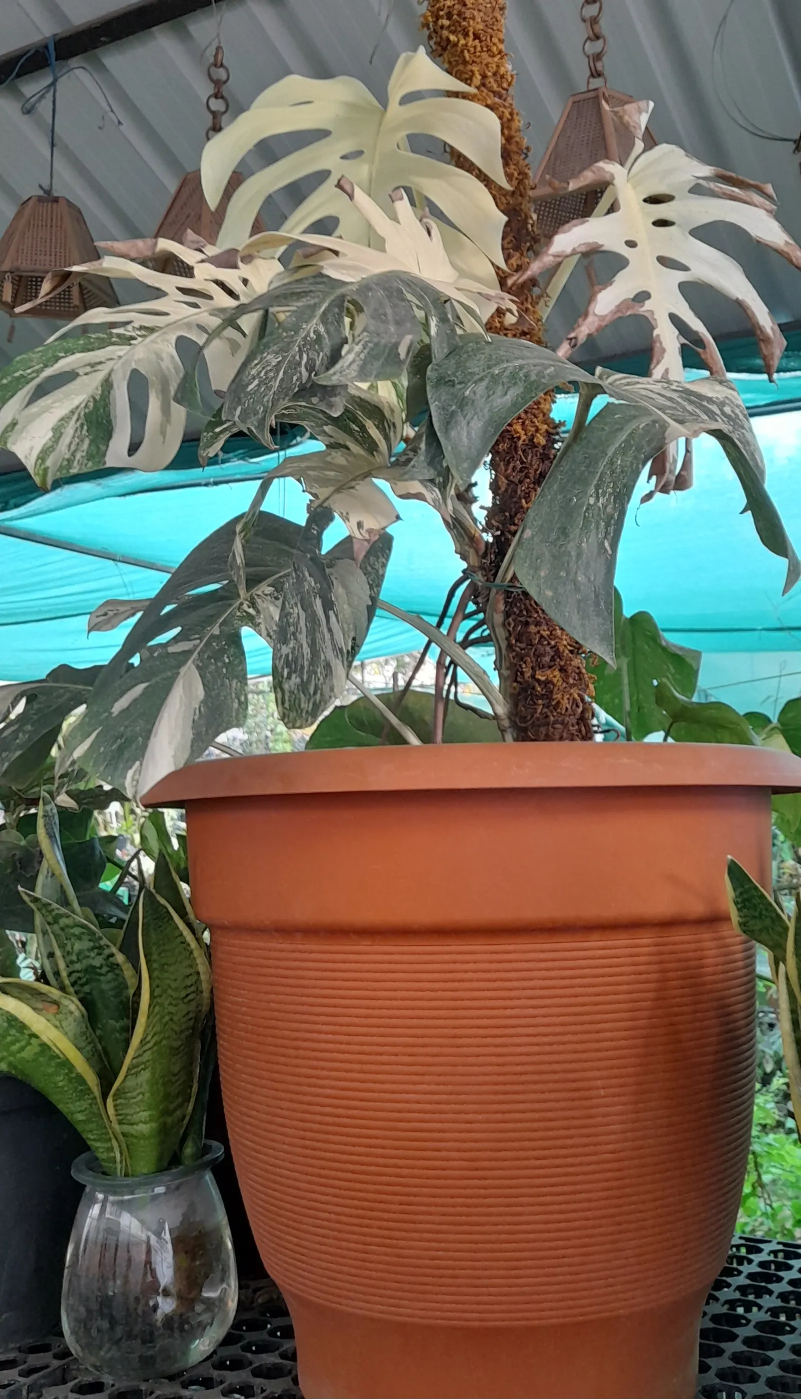 Monstera (Monstera Deliciosa) — this plant thrives in a landscape design that emulates its natural; with its dramatic presence, image 170