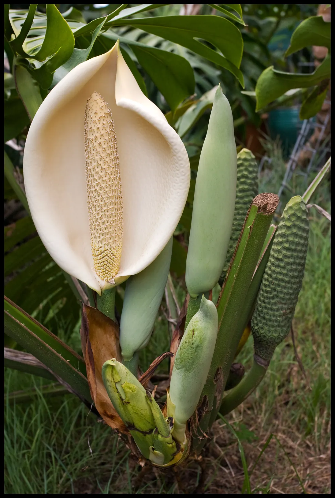 Monstera (Monstera Deliciosa) — often reaching lengths of around 1 to 2 feet with proper care; perforated leaves that can span up to 18 inches, image 83