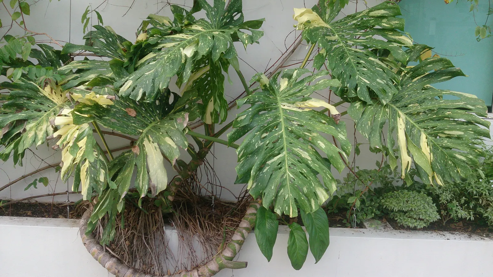 Monstera (Monstera Deliciosa) — thriving in indirect sunlight to avoid leaf scorch