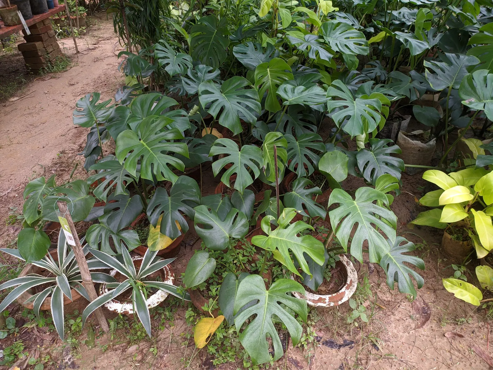 Monstera (Monstera Deliciosa) — With its dramatic presence; this plant thrives in a landscape design that emulates its natural, image 125