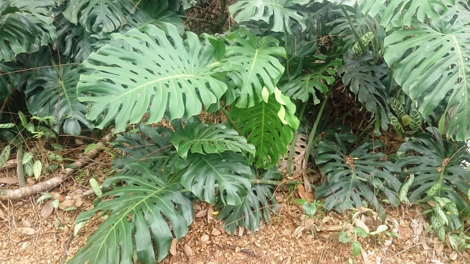 Monstera (Monstera Deliciosa) — making it a popular choice for atriums or larger indoor garden spaces; is a tropical perennial renowned for its dramatic