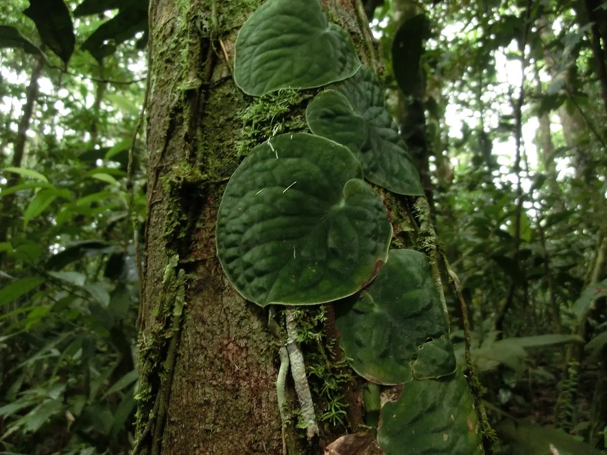 Monstera (Monstera Deliciosa) — Thriving in part shade with indirect light, it grows well in rich, well-draining soil; shrub for deep shade or half, image 183