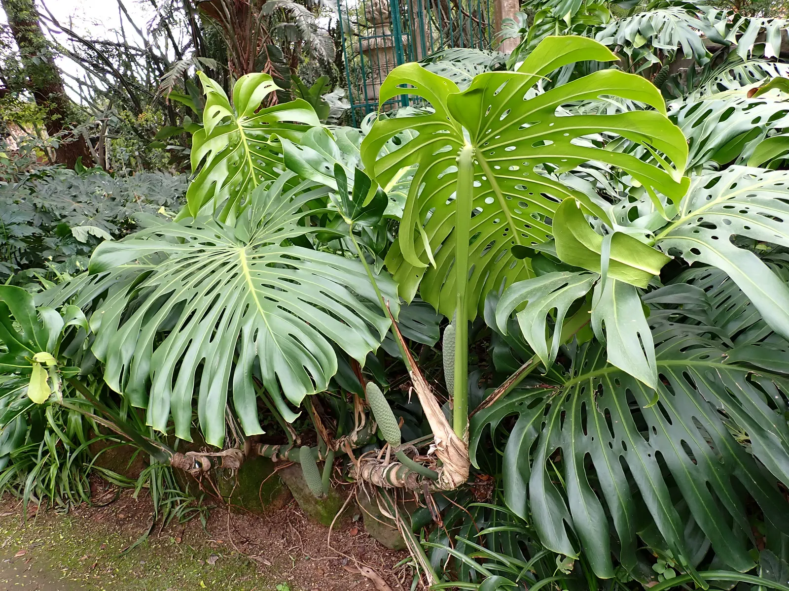 Monstera (Monstera Deliciosa) — it prefers humid conditions and temperatures between 68&deg;F to 86&deg;F; with origins tracing back to the, image 76