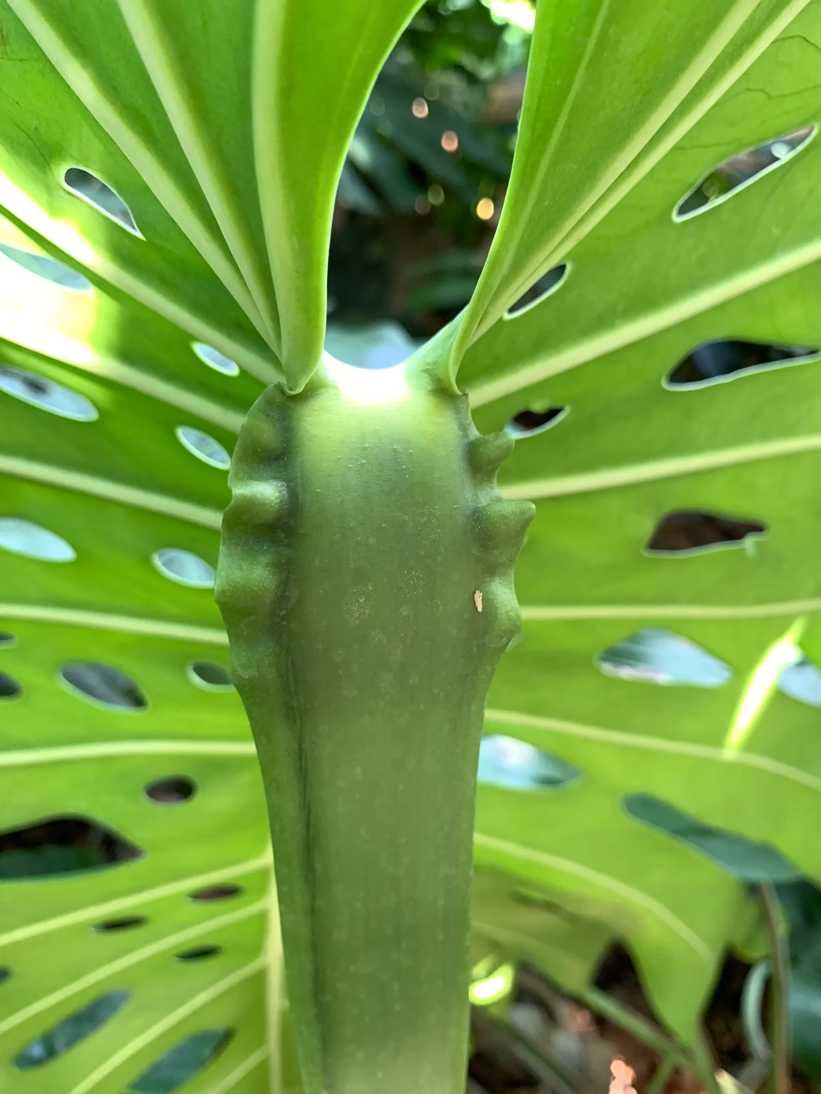 Monstera (Monstera Deliciosa) — Provide consistent warmth with temperatures between 68&deg;F to 86&deg;F; with support, it can reach an impressive, image 68