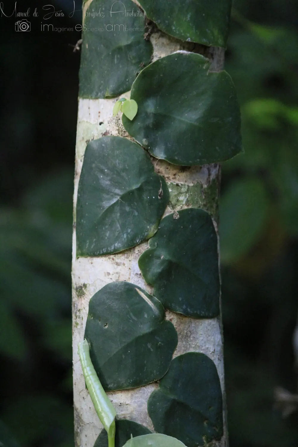 Monstera (Monstera Deliciosa) — often referred to as the "Swiss Cheese Plant," is an iconic tropical perennial renowned for its distinctive, image 78