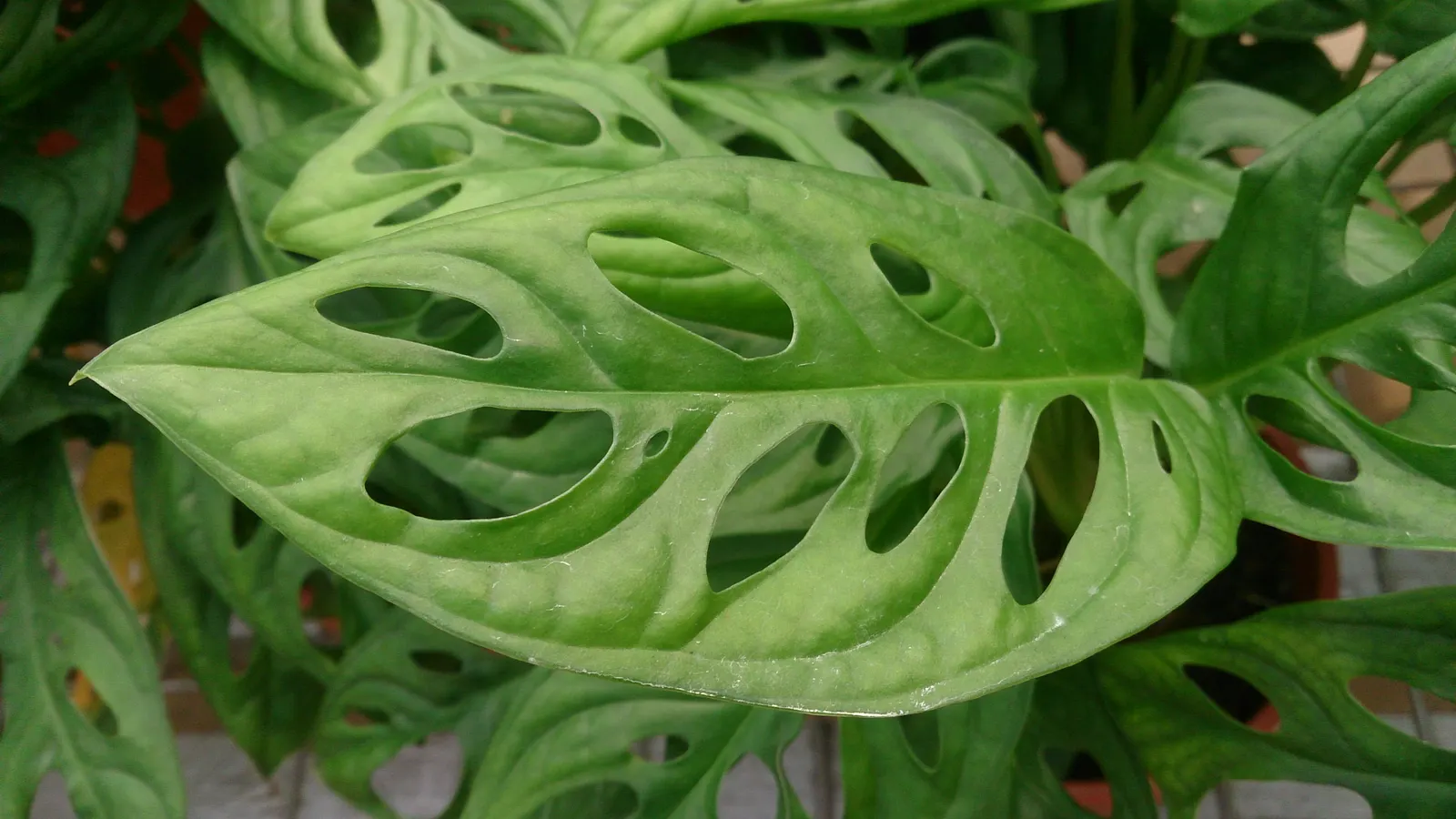 Monstera (Monstera Deliciosa) — thriving in indirect sunlight to avoid leaf scorch; heart-shaped leaves are a deep, image 192