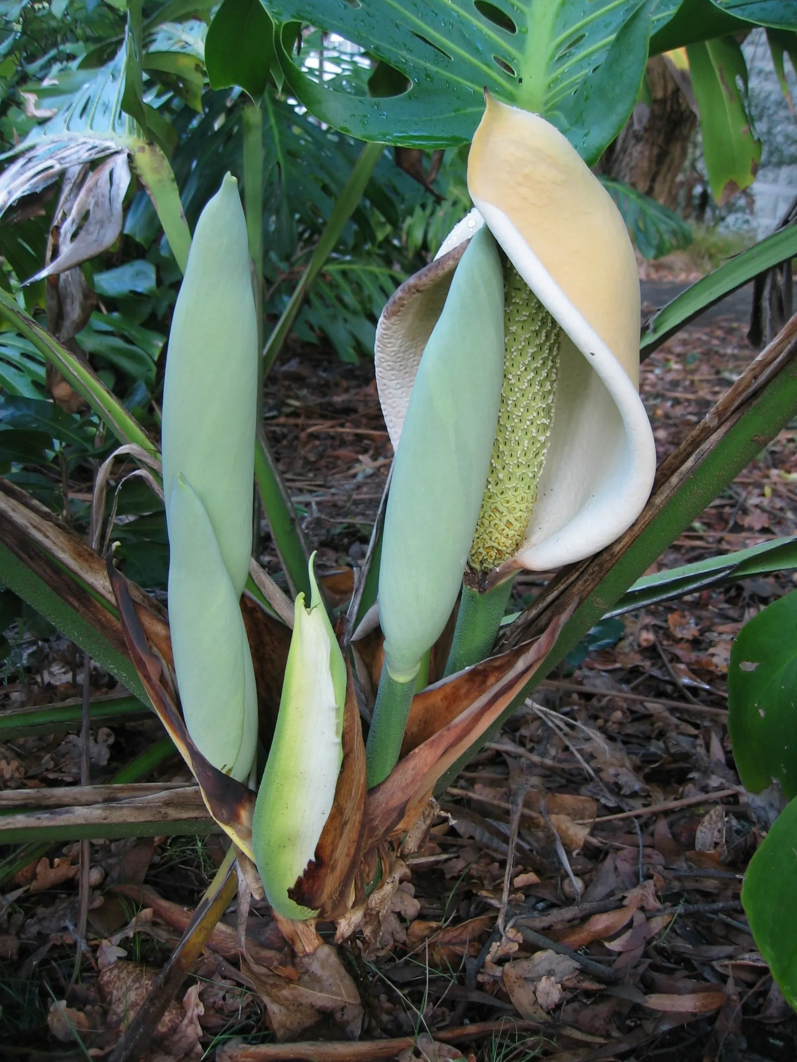 Monstera (Monstera Deliciosa) — often reaching lengths of around 1 to 2 feet with proper care; perforated leaves that can span up to 18 inches, image 65