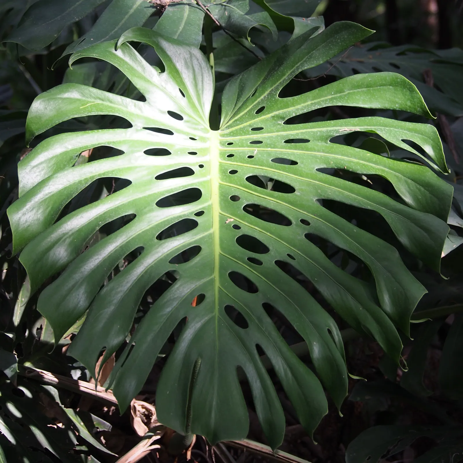 Monstera (Monstera Deliciosa) — vibrant green and can grow to an impressive size; its soil preference is peaty, well-draining substrates that, image 136