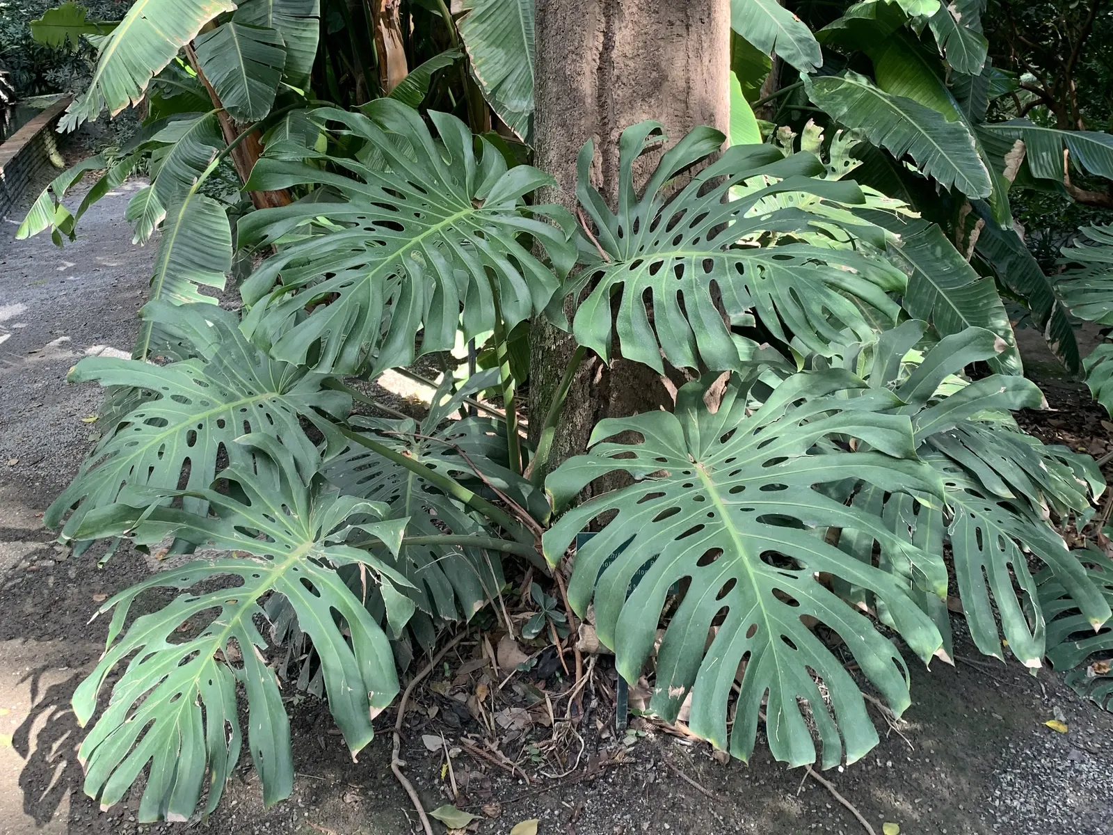 Monstera (Monstera Deliciosa) — making it a popular choice for atriums or larger indoor garden spaces; is a tropical perennial renowned for its, image 88