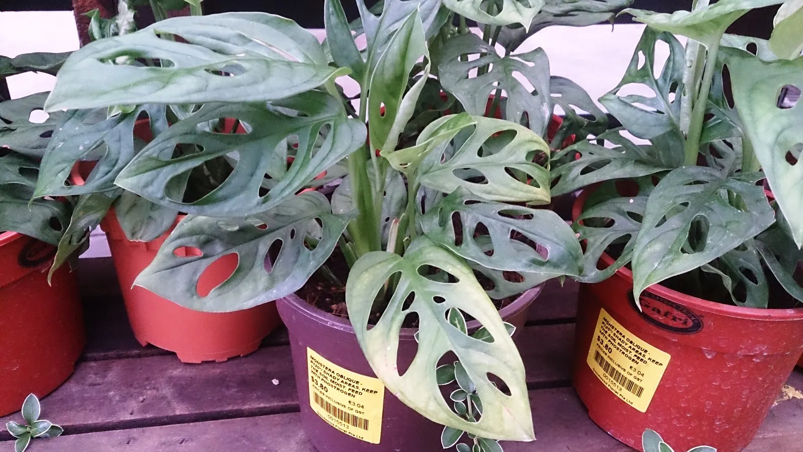 Monstera (Monstera Deliciosa) — it prefers humid conditions and temperatures between 68&deg;F to 86&deg;F; with origins tracing back to the, image 184