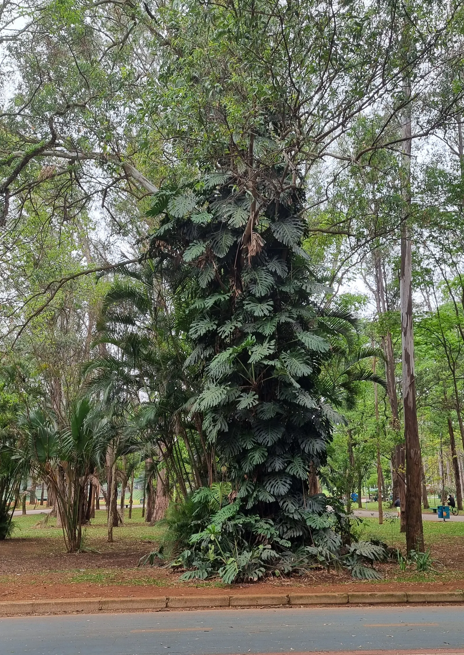 Monstera (Monstera Deliciosa) — With origins tracing back to the rainforests of Central America; vibrant green and can grow to an impressive size