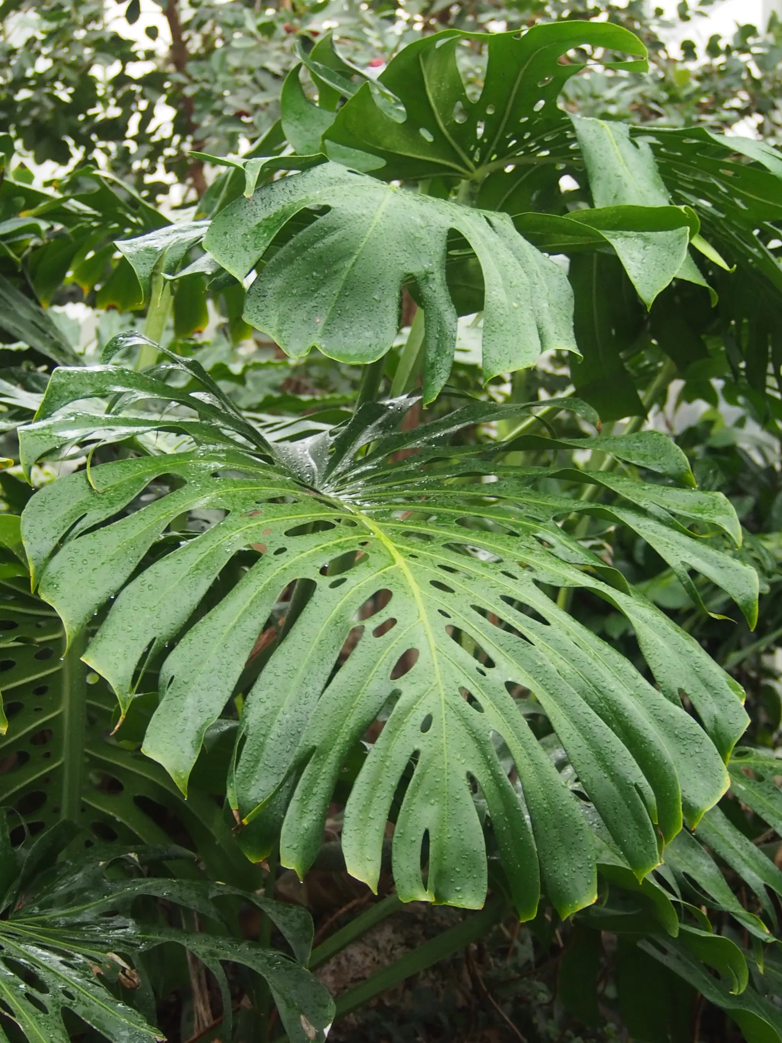 Monstera (Monstera Deliciosa) — With support, it can reach an impressive height of 10 feet, becoming a captivating focal point; provide consistent, image 59