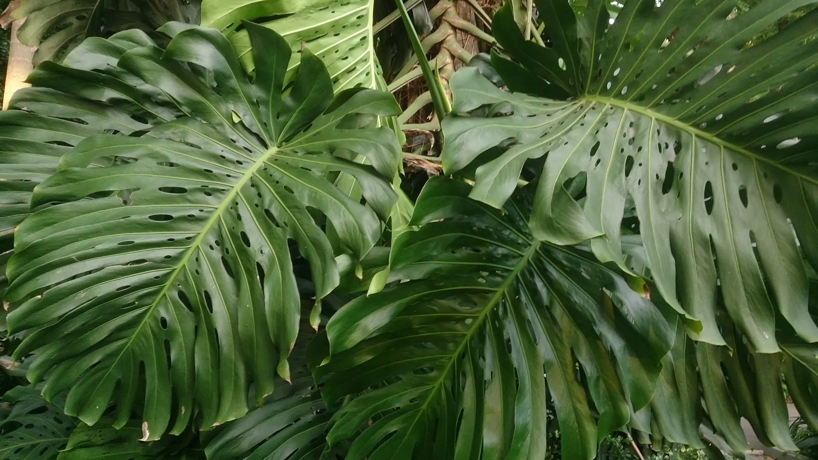 Monstera (Monstera Deliciosa) — Provide consistent warmth with temperatures between 68&deg;F to 86&deg;F; with support, it can reach an impressive, image 194