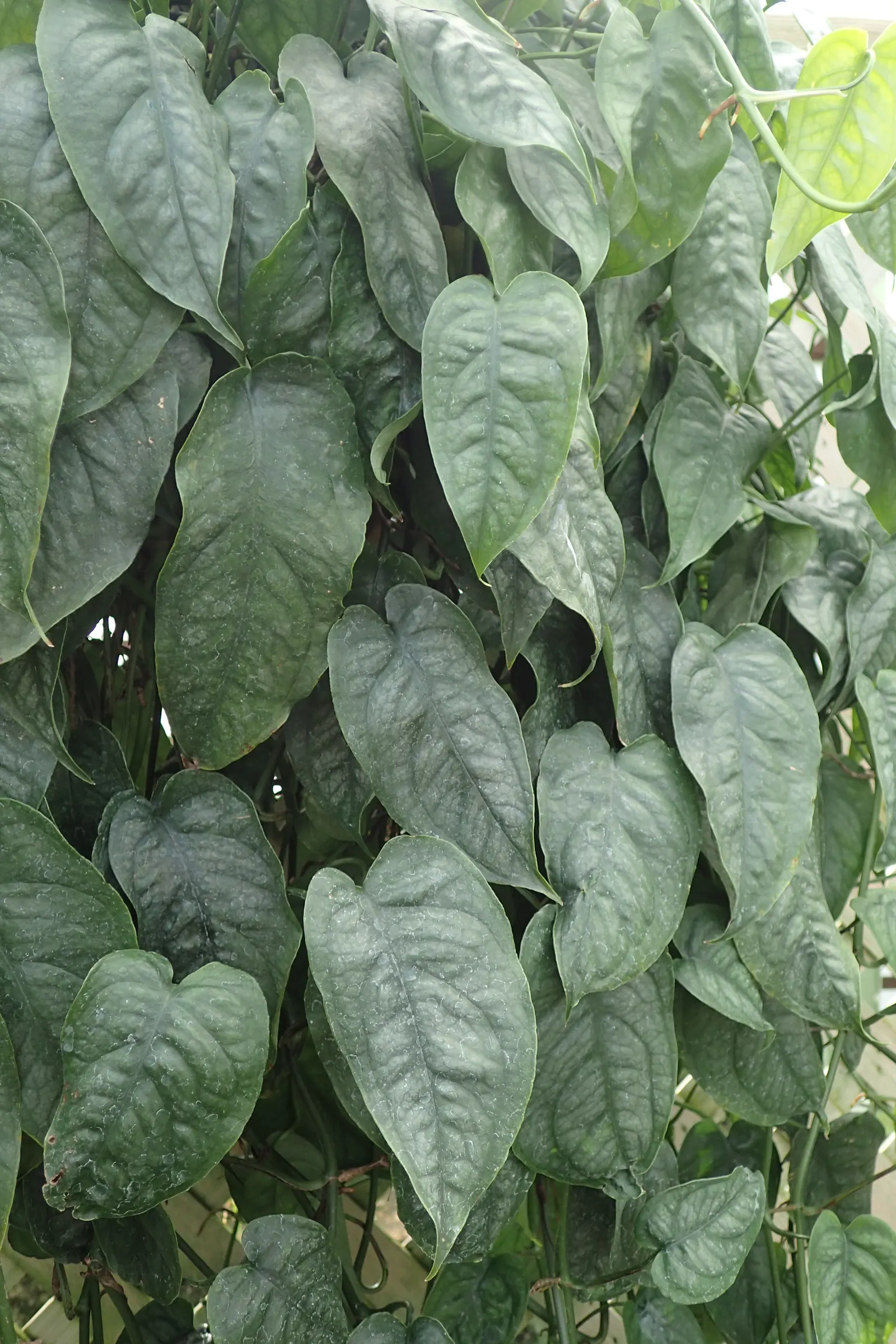 Monstera (Monstera Deliciosa) — Its soil preference is peaty, well-draining substrates that maintain moisture without becoming waterlogged; making, image 157