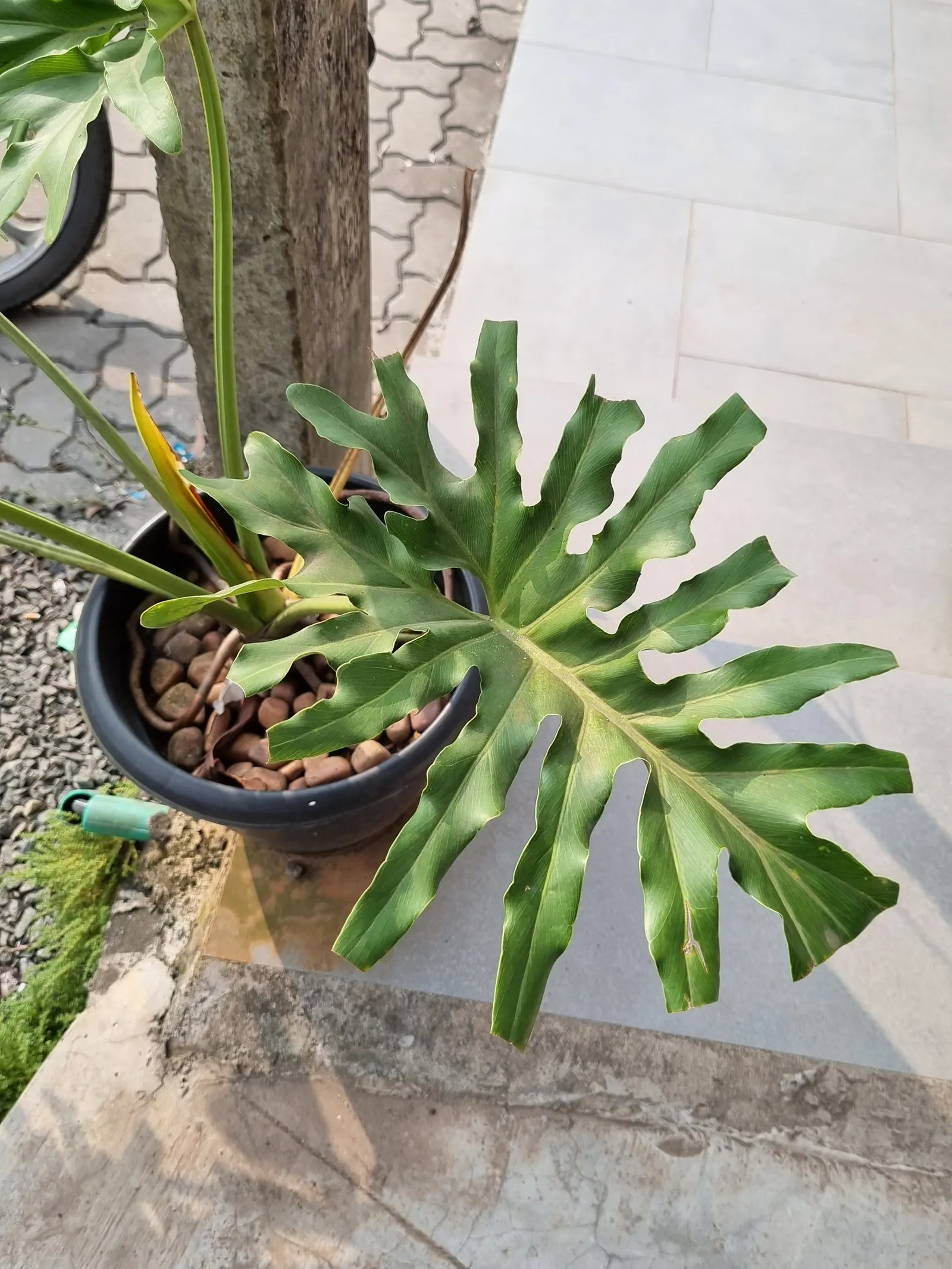 Monstera (Monstera Deliciosa) — replicating its tropical beginnings.<br><br>This plant adapts well to indoor conditions; thriving in indirect, image 159